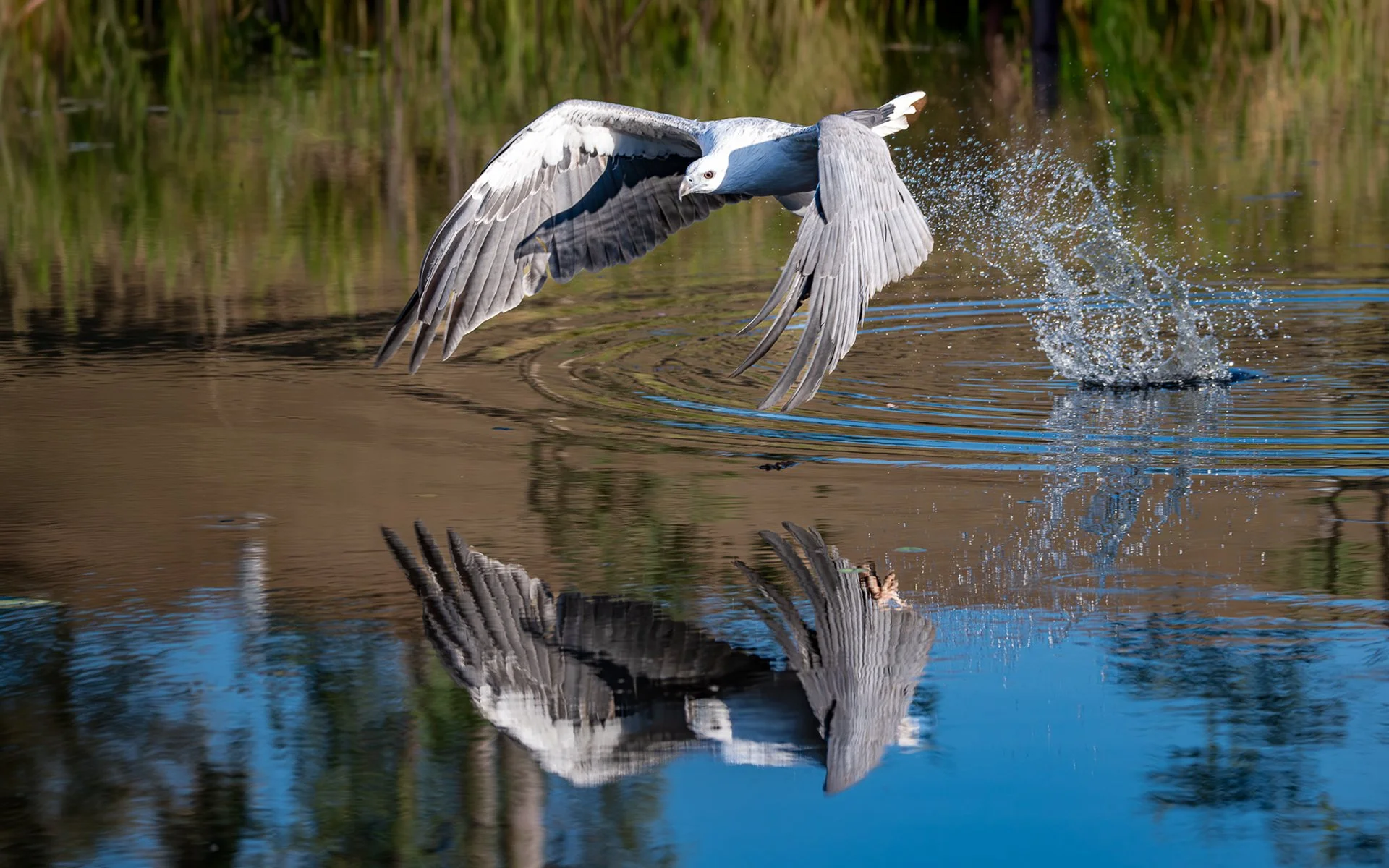Commended - 5---Catherine-Neumann---Take-off.JPG