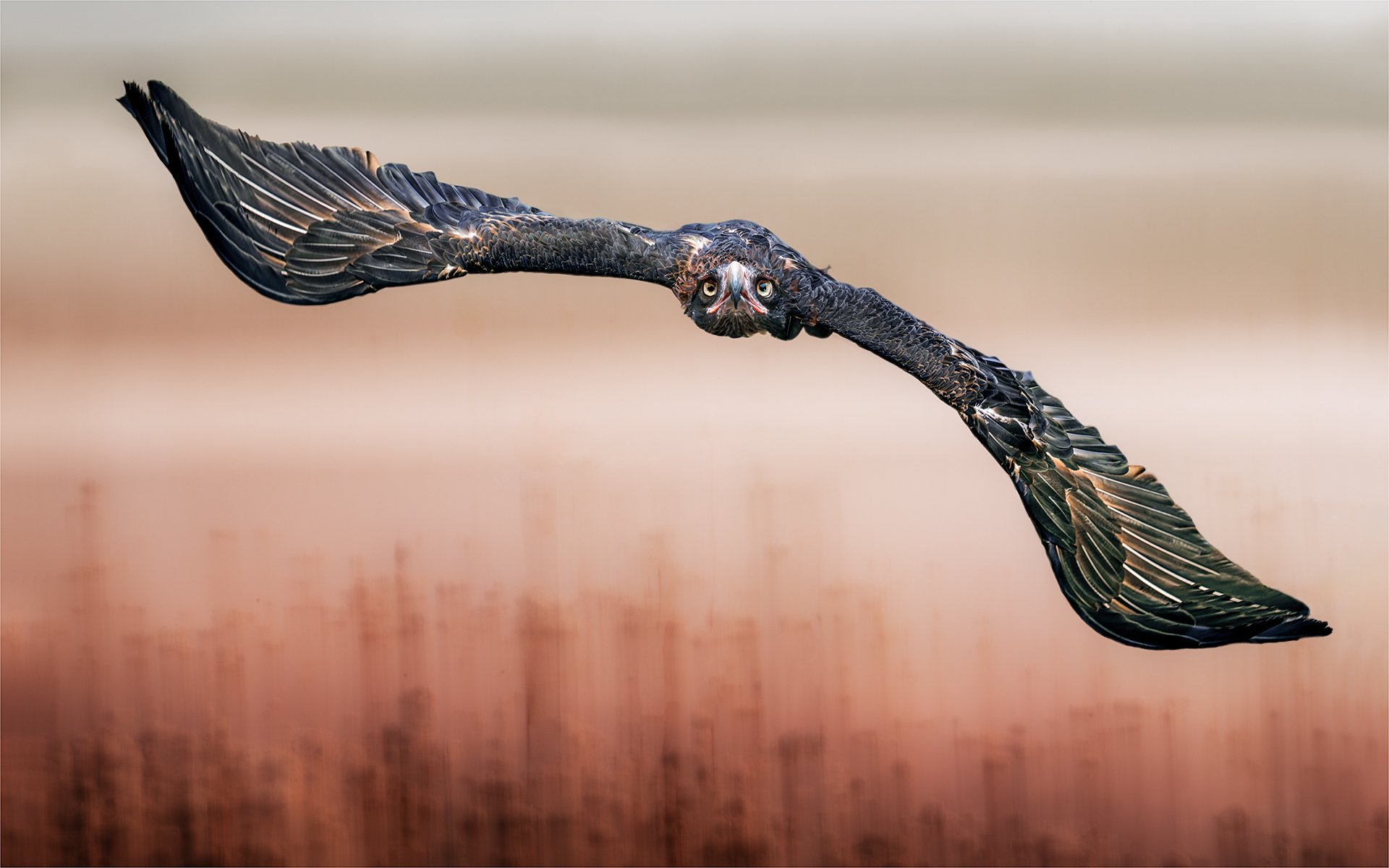 IMAGE OF THE MONTH Honours- 9---Michael-Schilpzand---The-Silent-Hunter