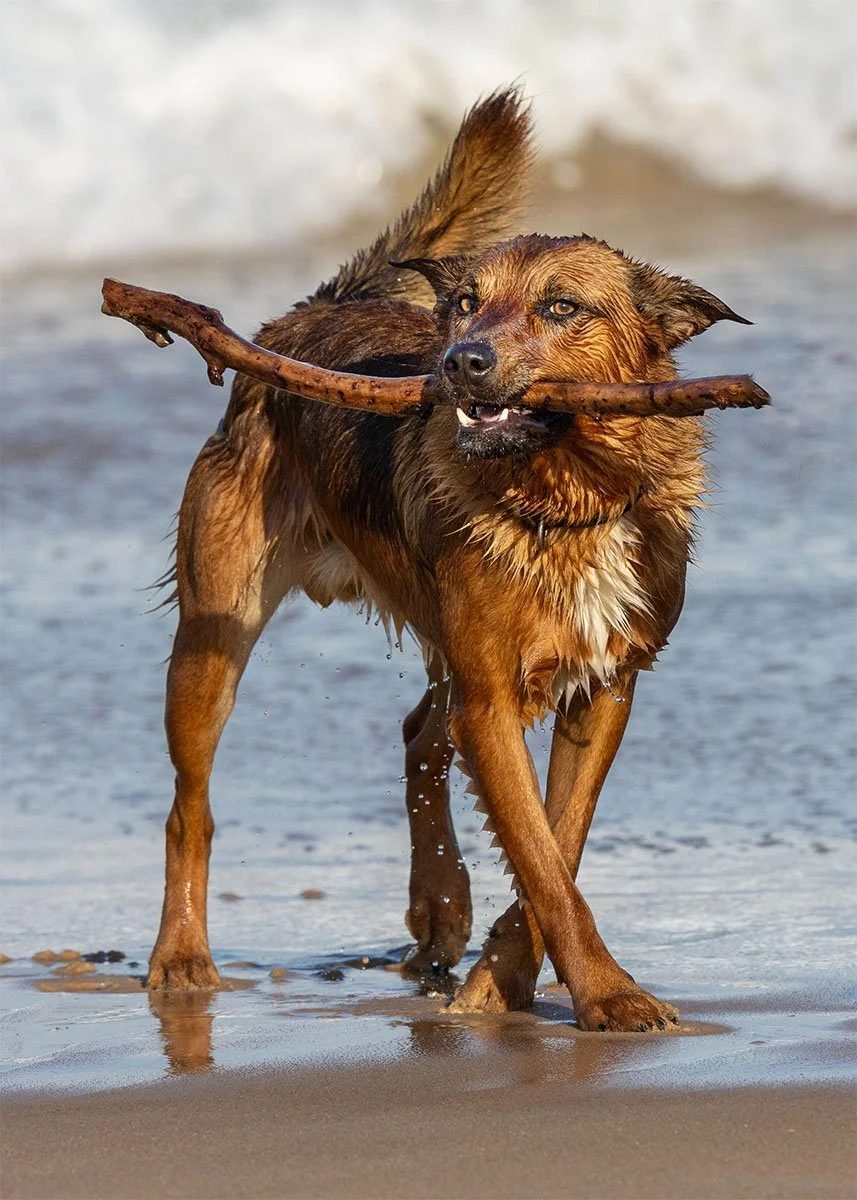 Honours- 9---Dinah-James---This-Stick-is-Mine