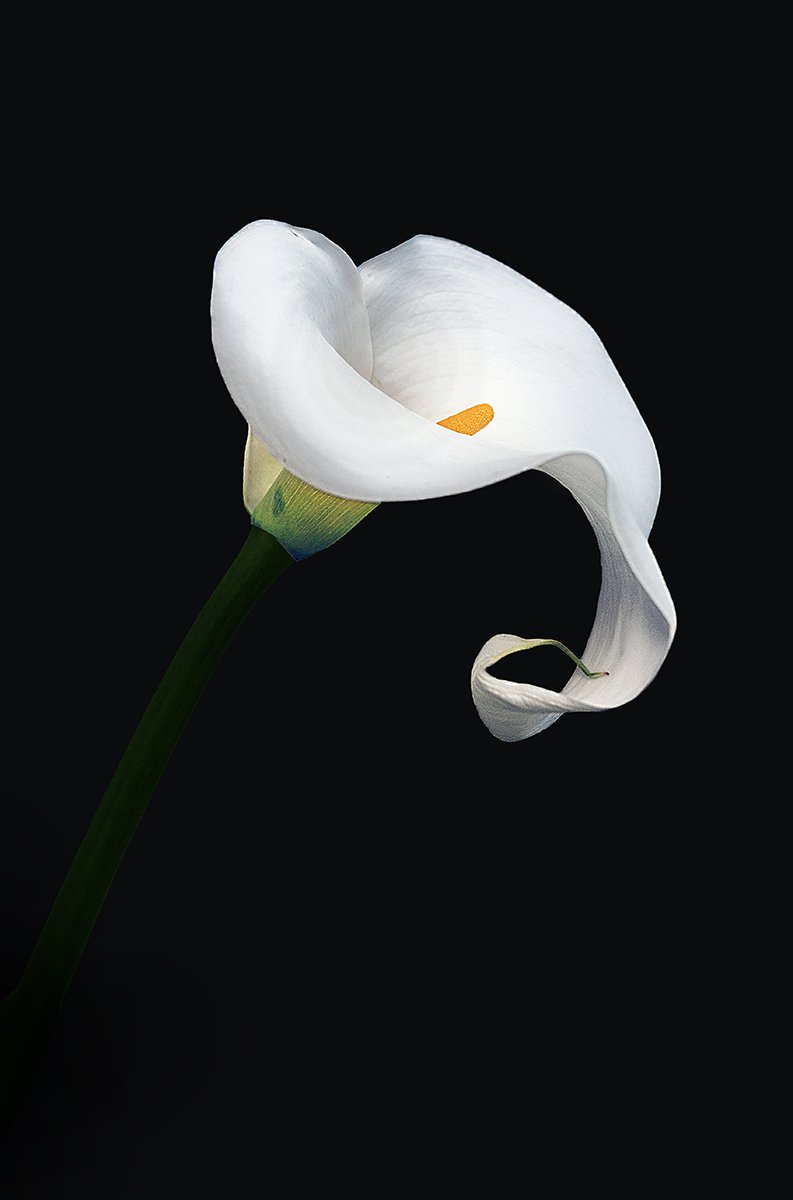 Merit - 7---Carol-Brandt---Peace-Lily