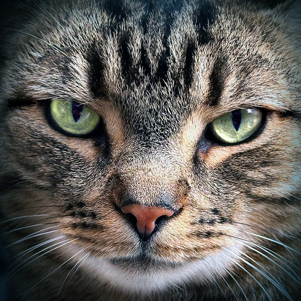 Merit - 8---Carol-Brandt---Meanest-Cat-Alive