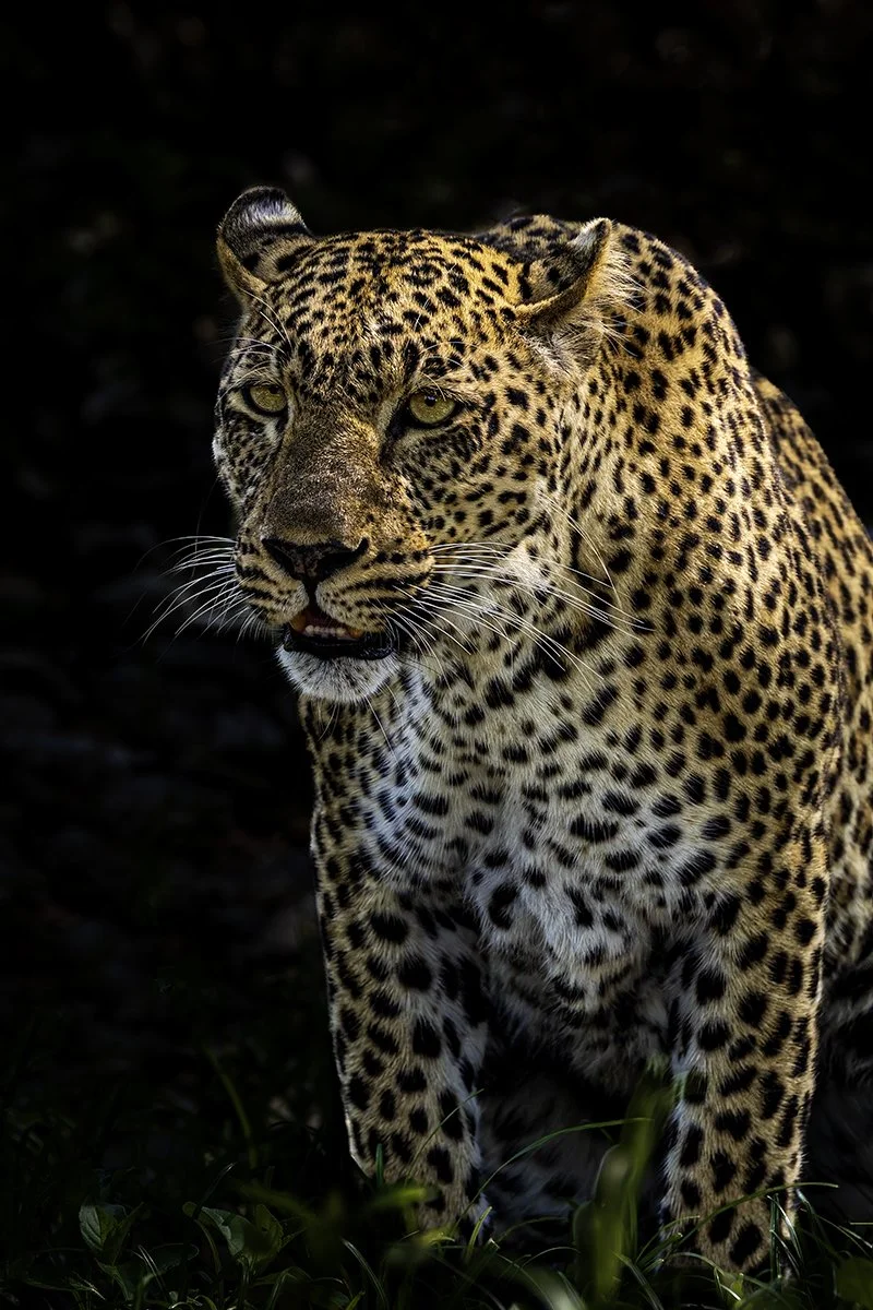 Merit - 8---Catherine-Reading---Leopard-Portrait