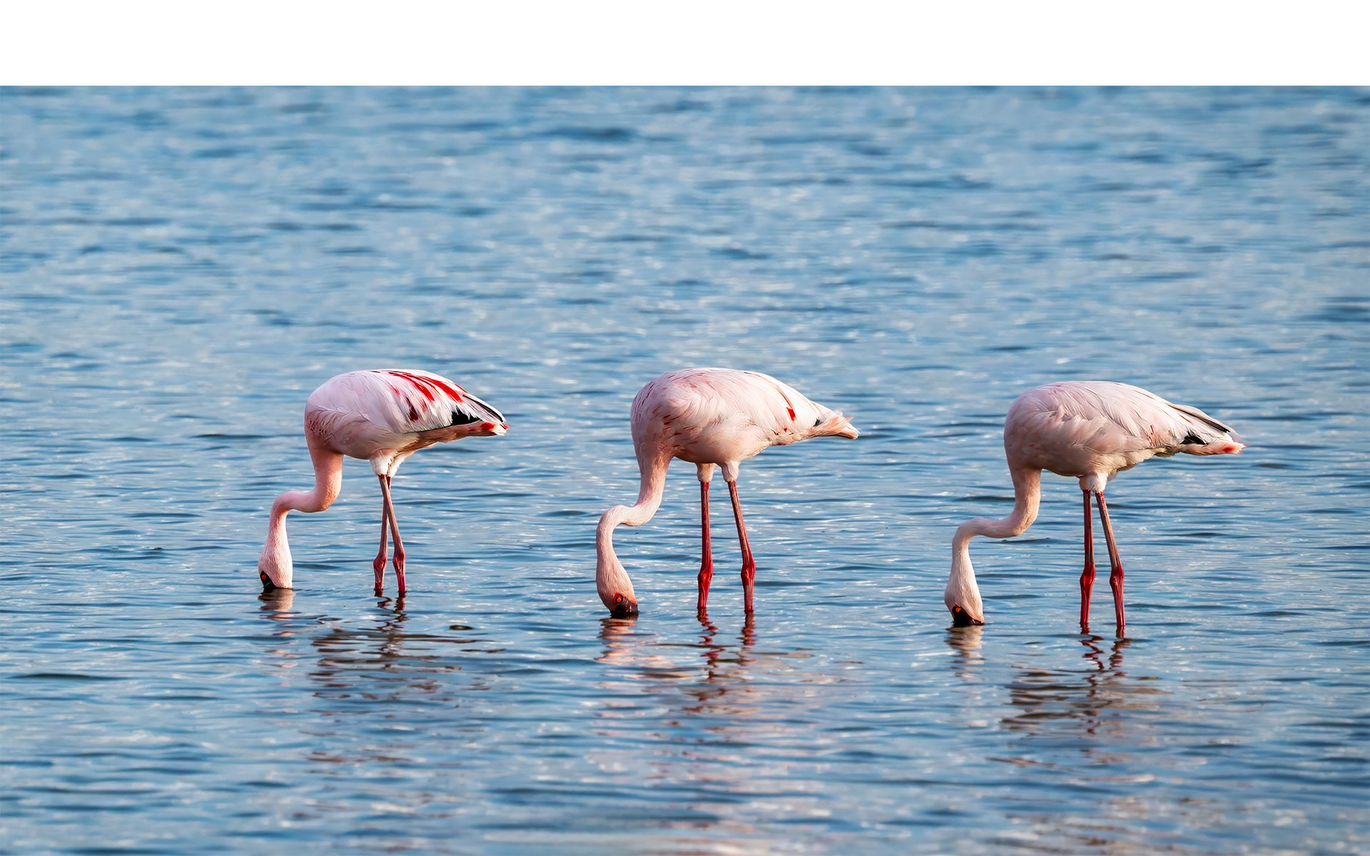 Merit - 8---Kaye-Venton---Pink-Trio