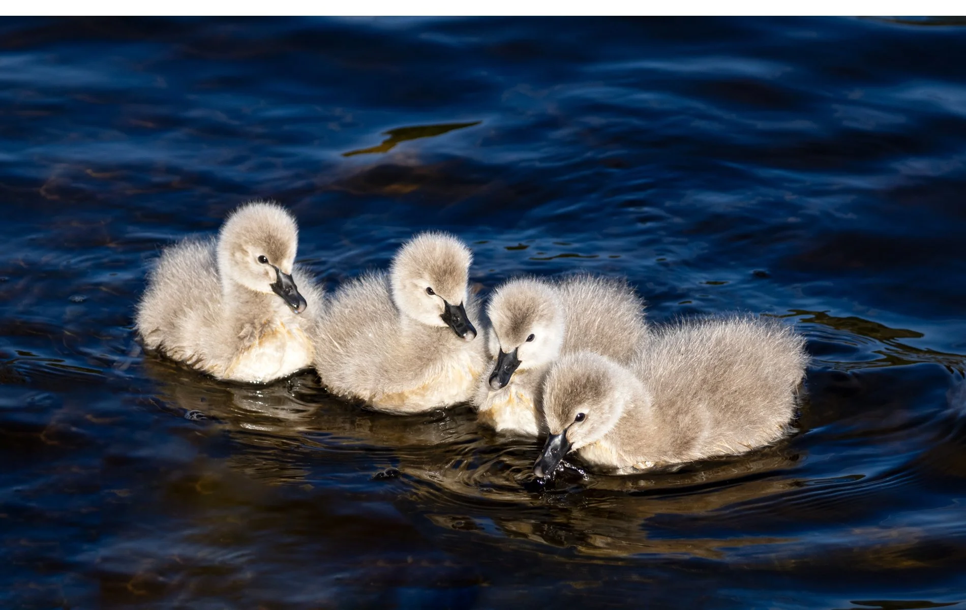Merit - 8---Victoria-McDonald---Cygnet-Siblings