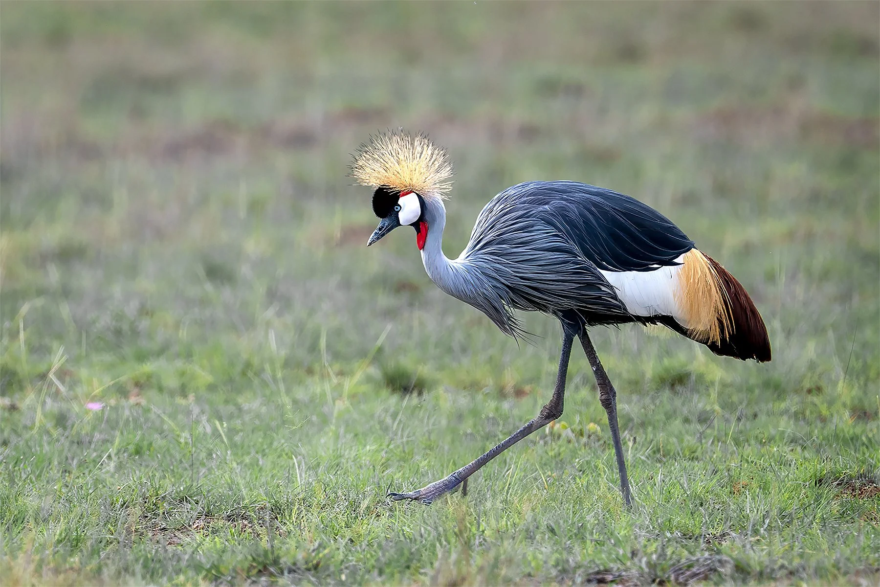 Merit 8 - PRINT Kaye-Venton---Grey-Crowned-Crane