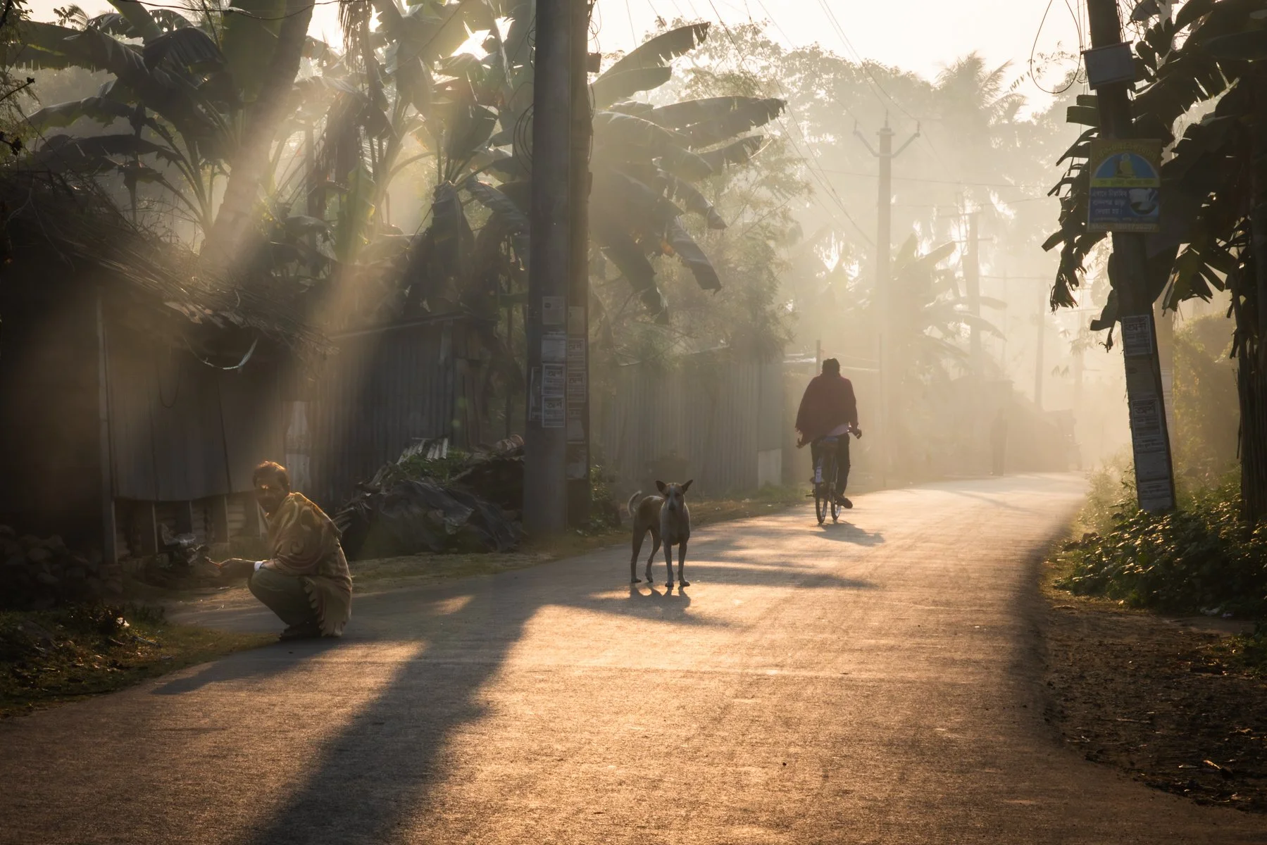 Highly Commended - Steven-Joyce---Rural-Street