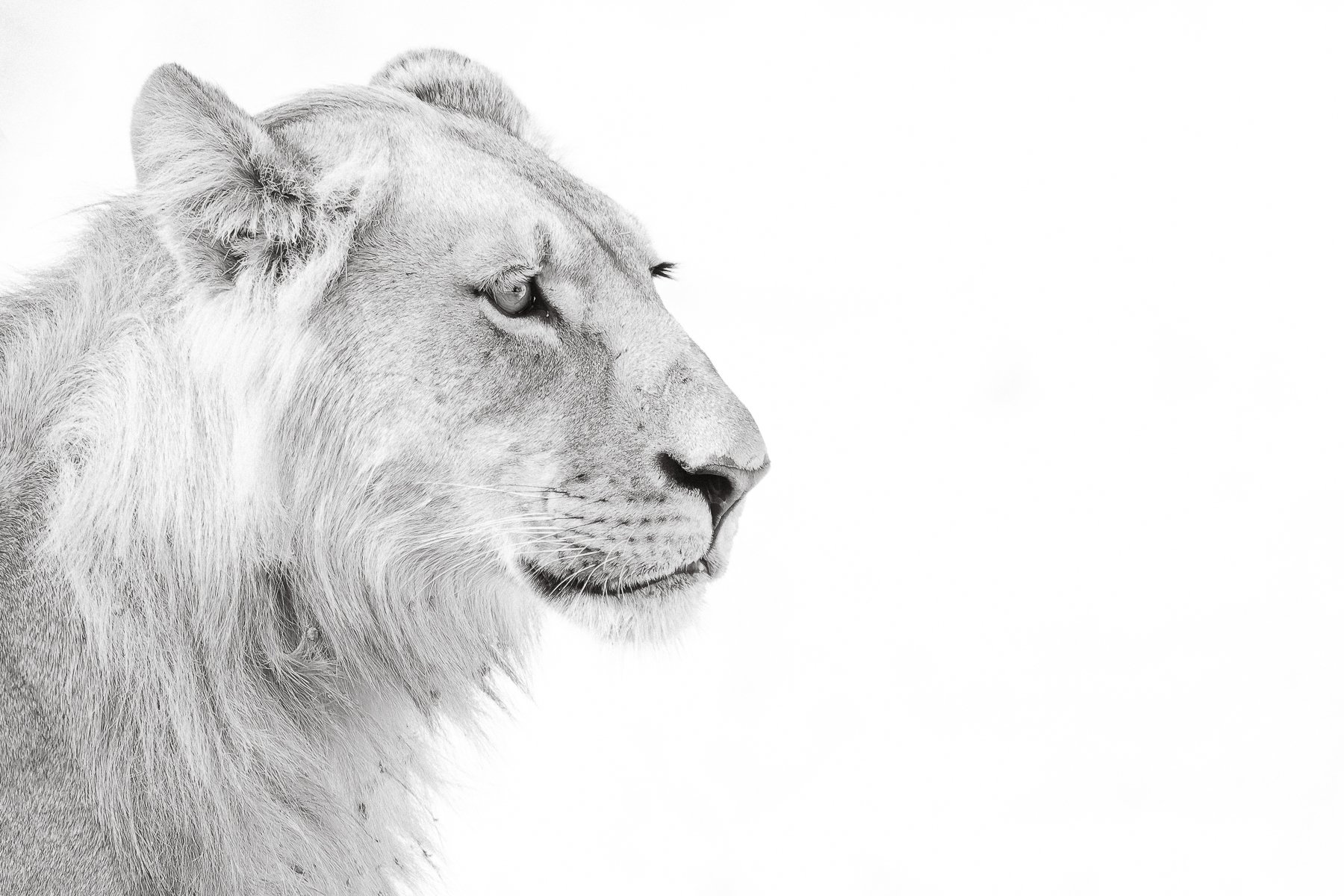 Honours- 9---Steve-Brooke---Portrait-of-a-King