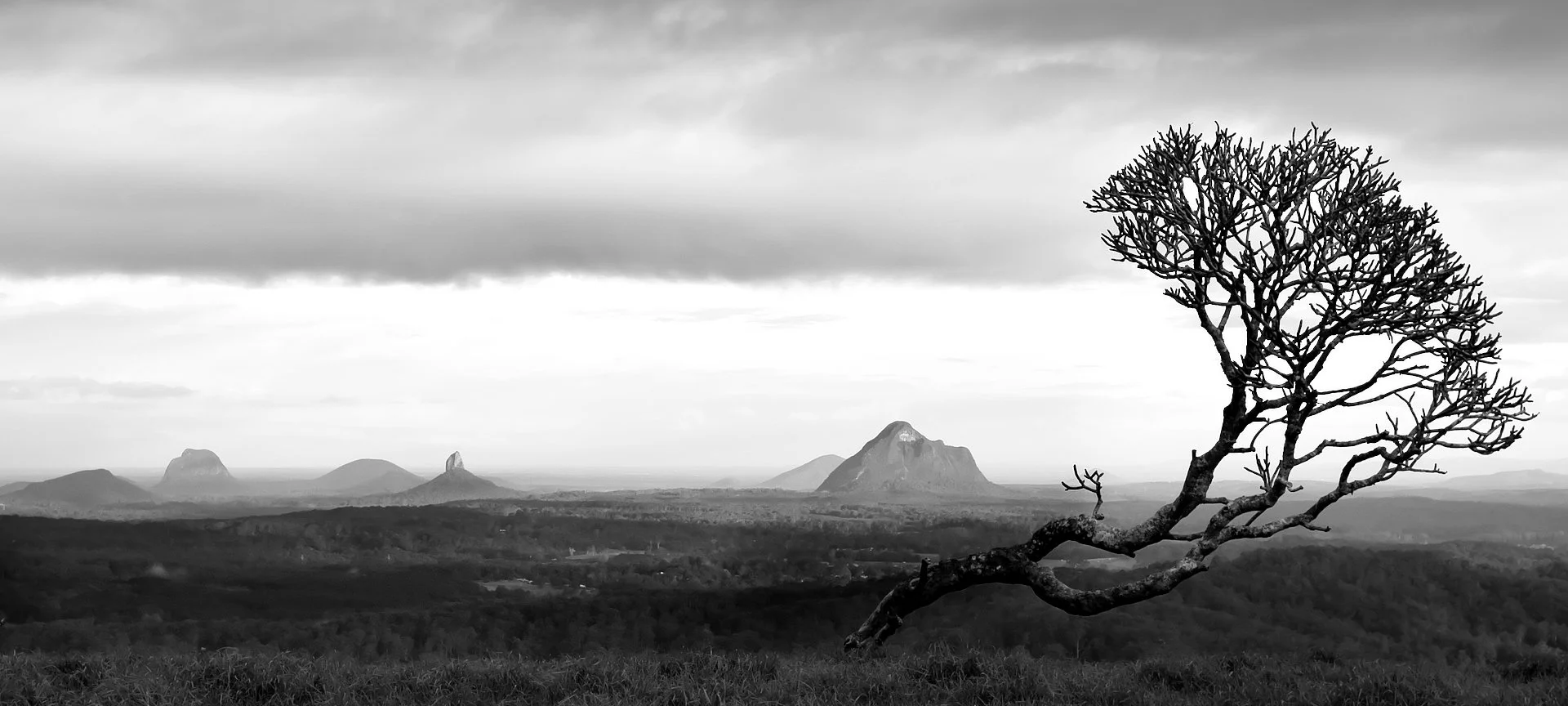 Merit - 7---Philip-Daley---Tree-with-a-View
