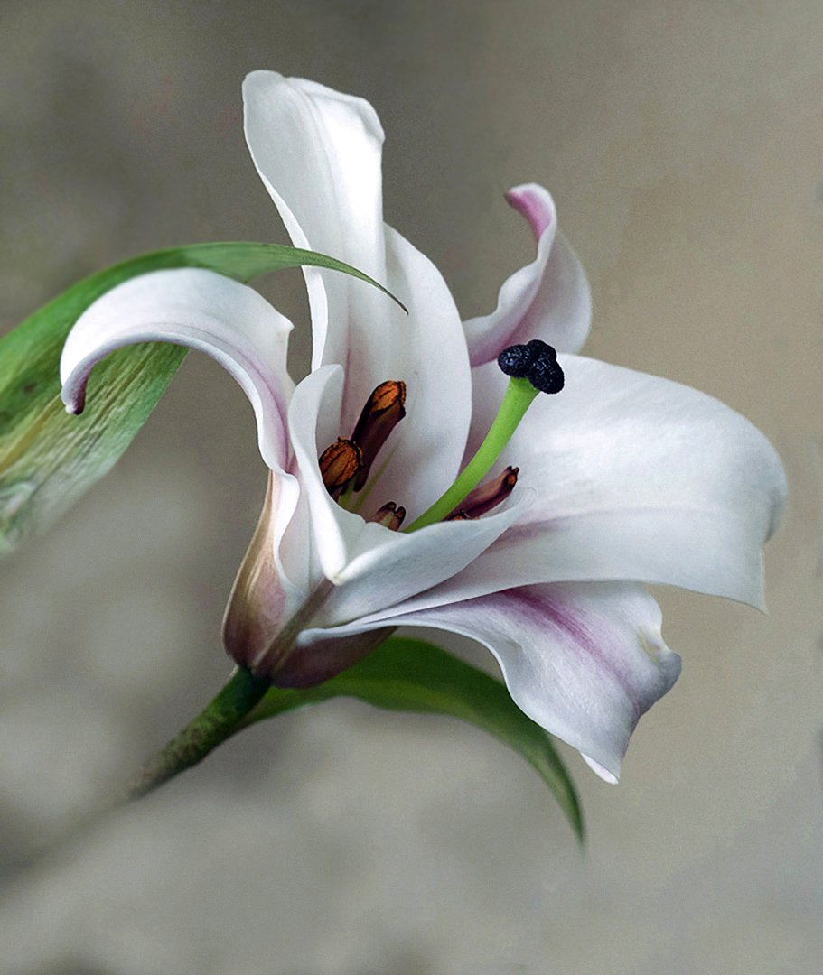 Merit - 8---Anne-Nelson---Lily
