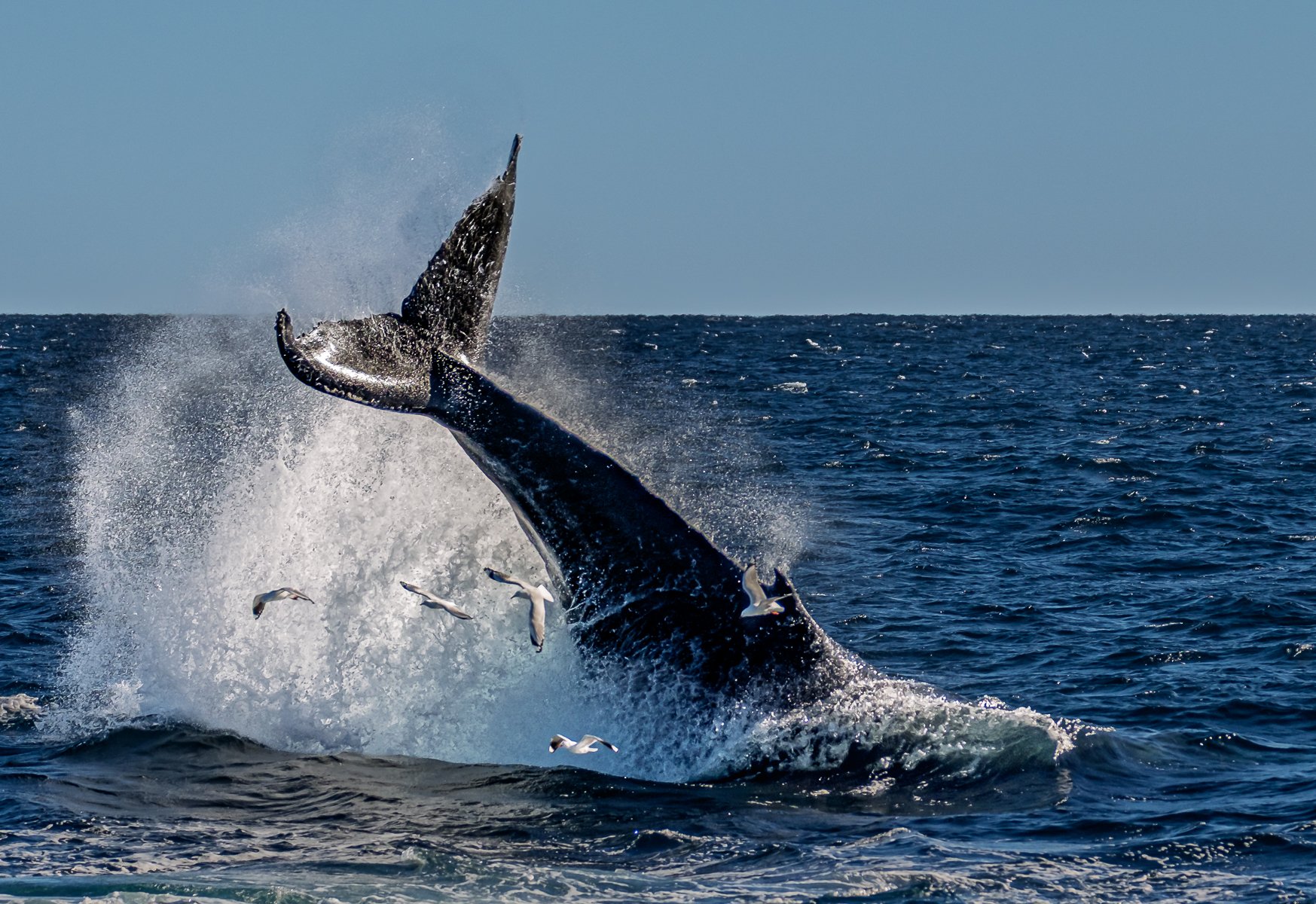Merit - 8---Bill-Gillespie---A-whale-of-a-tale