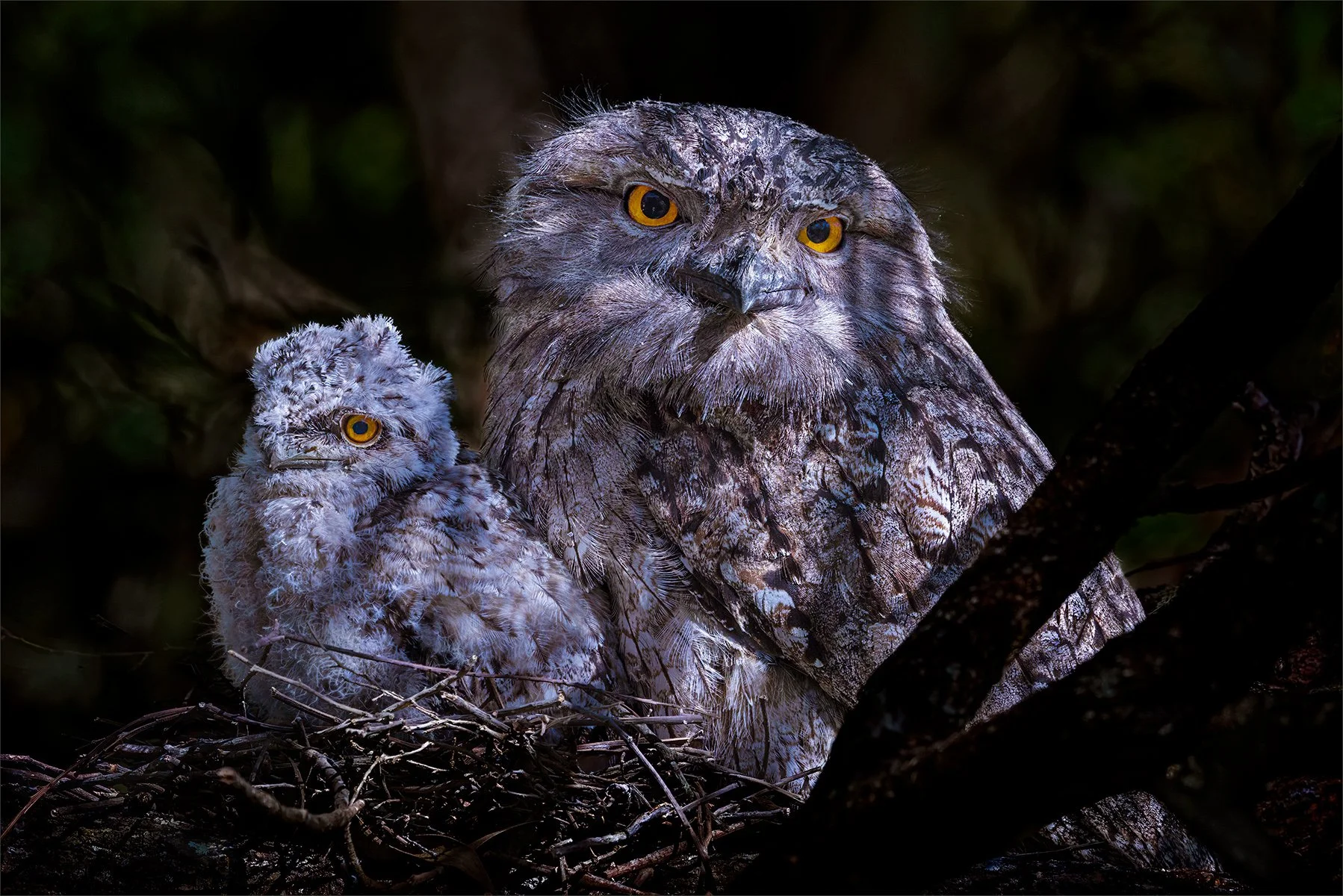 Merit - 8---Gerrit-te Grotenhuis---The-Tawny-Family-of-2022
