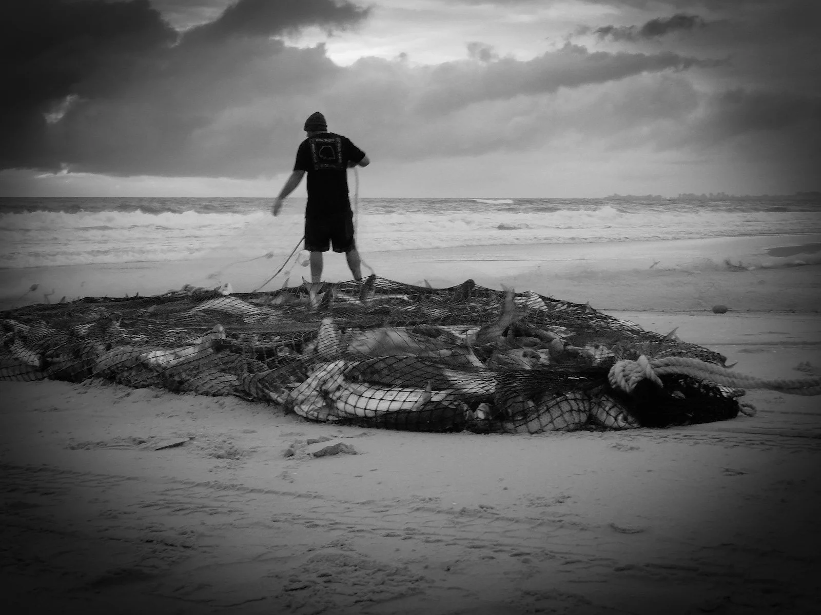 Accepted - 4---Ed-Stewart---Mermaid-beach-catch-of-the-day