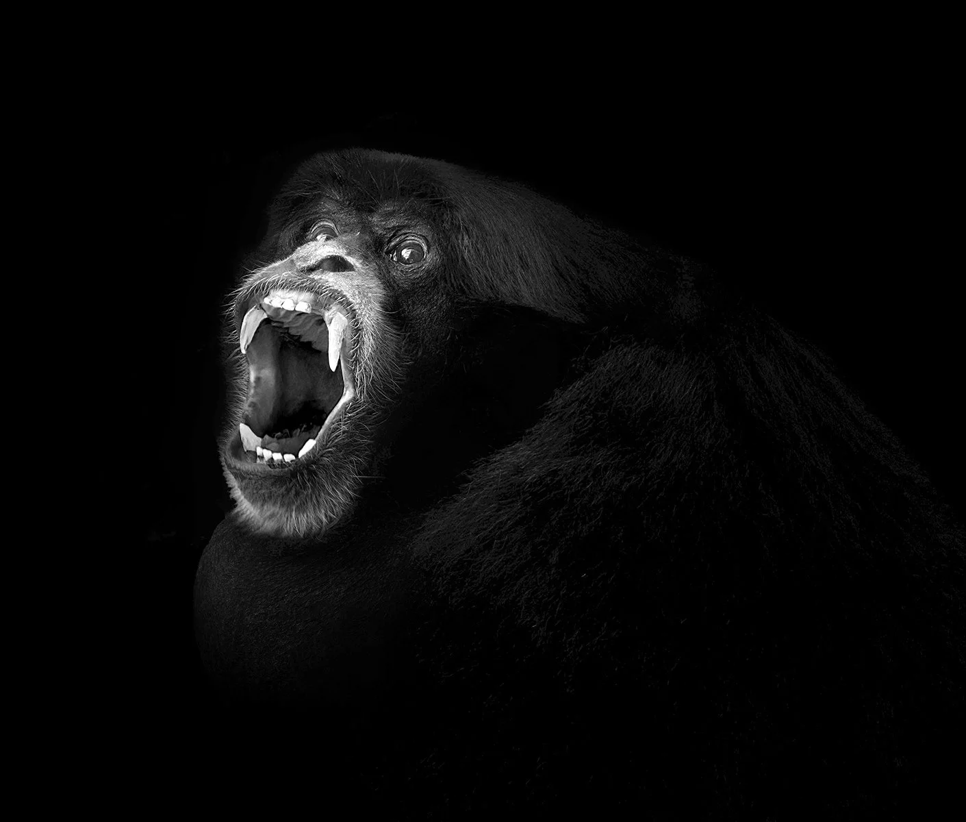 Highly Commended - 6---Carol-Brandt---Howler