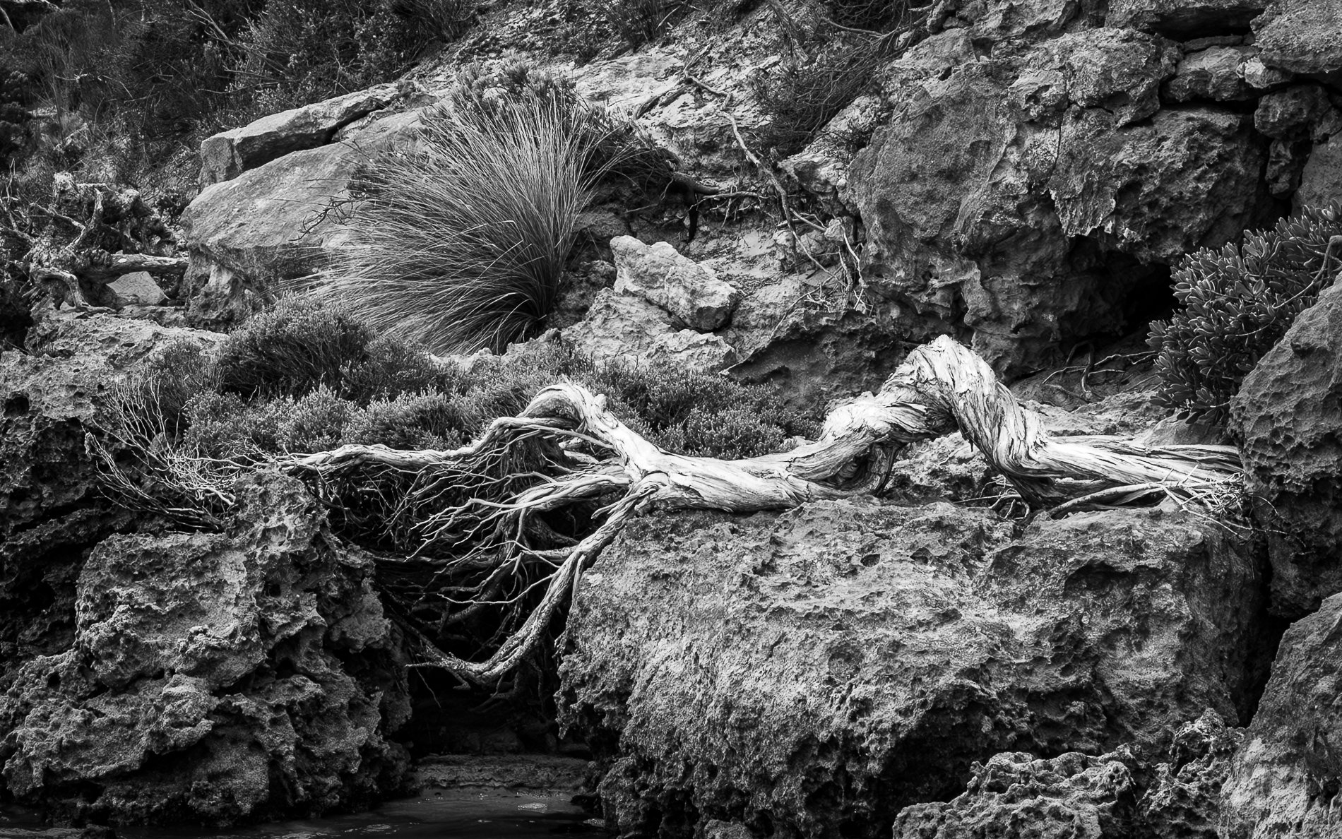 Highly Commended - 6---Catherine-Neumann---Twisted-Trunk