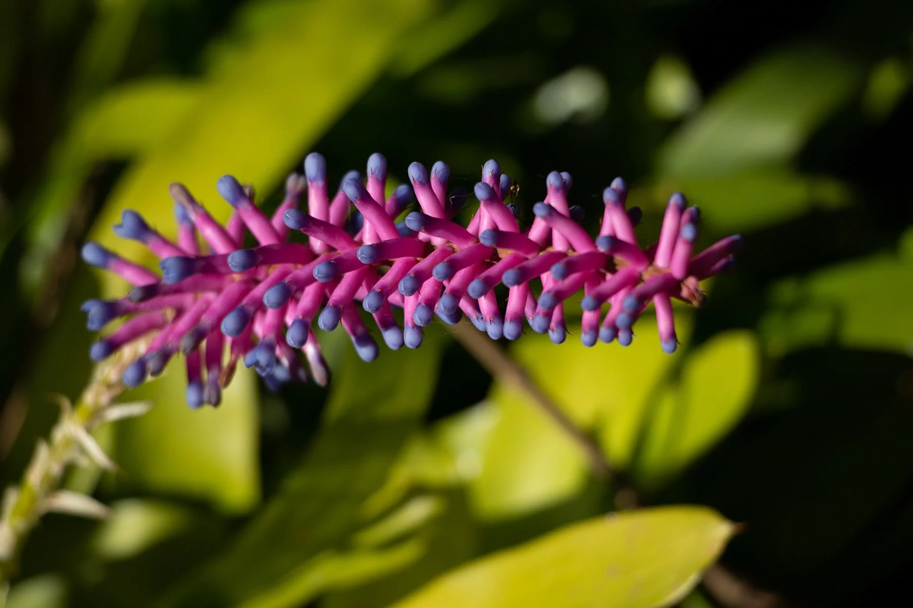 Highly Commended - 6---Julie-Kulmer---Pretty-Flower