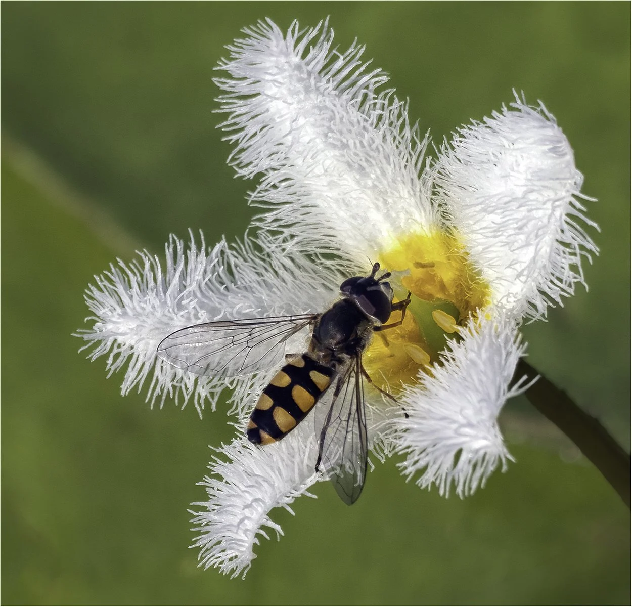 Merit - 7---Geoff-Cousins---The-Pollinator