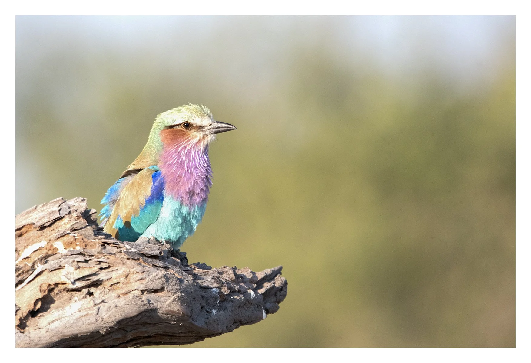 Merit - 8---Steve-Brooke---Lilac-Breasted-Roller-PRINT