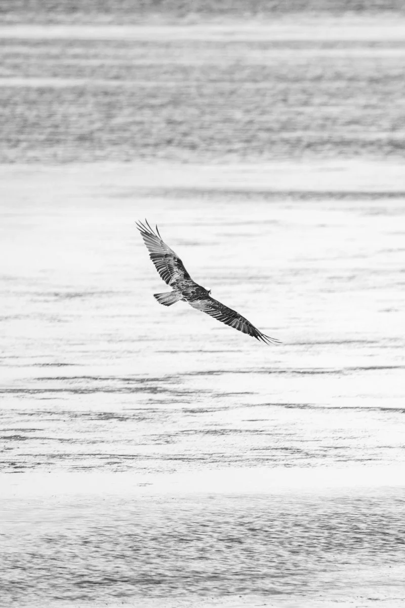Commended - 5---Julie-Kulmer---Bird-in-flight