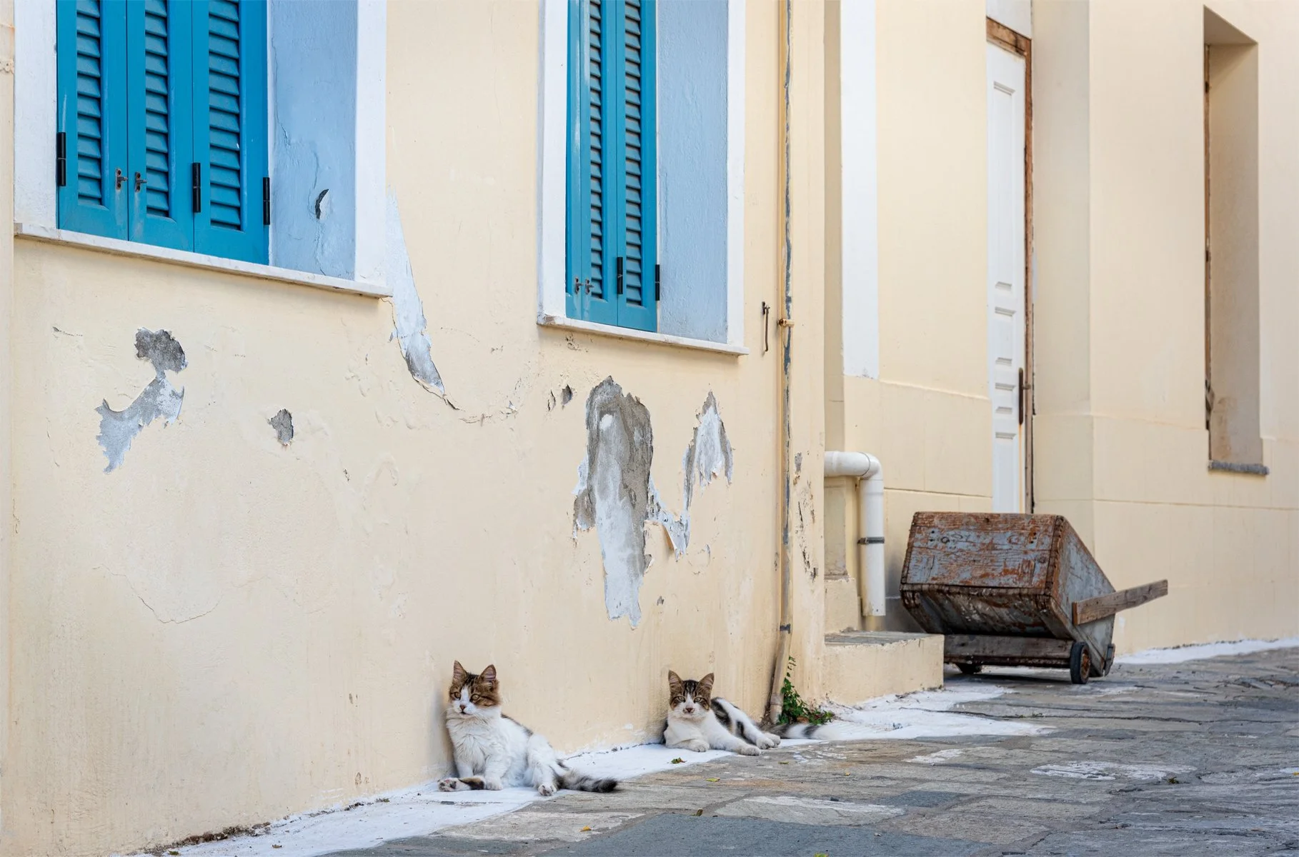 Commended - 5---Lynn-Stephens-Tait---Cats-of-Andros-PRINT