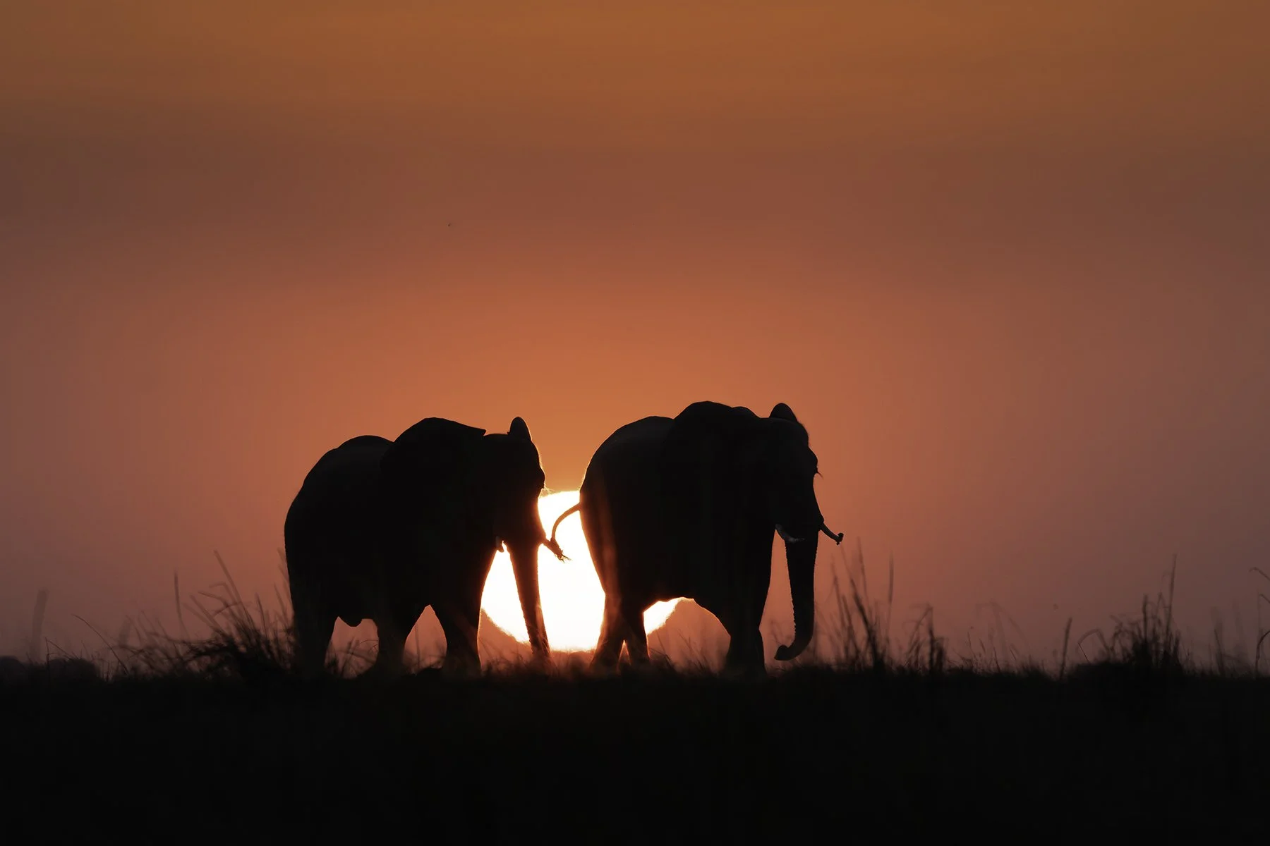 Commended - 5---Steve-Brooke---Elephant-Sunset-PRINT