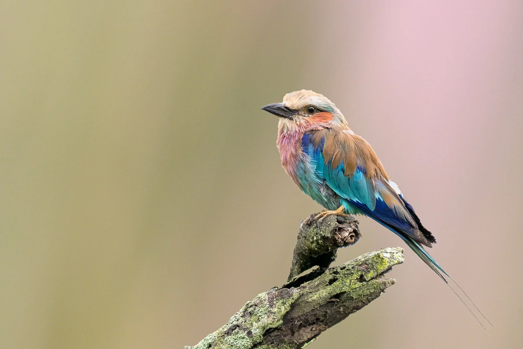 Accepted - 3---Kaye-Venton---Lilac-Breasted-Roller