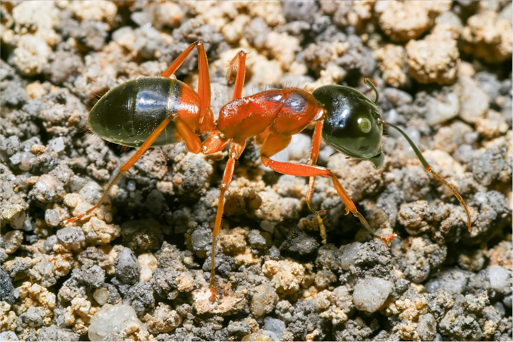 Accepted - 4---Bruce-Gimber---Bull-Ant