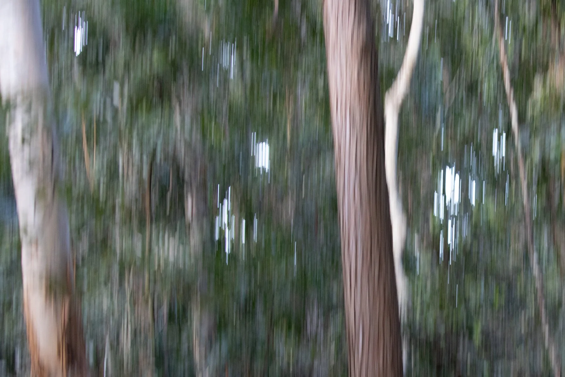 Accepted - 4---Julie-Kulmer---The-Trees
