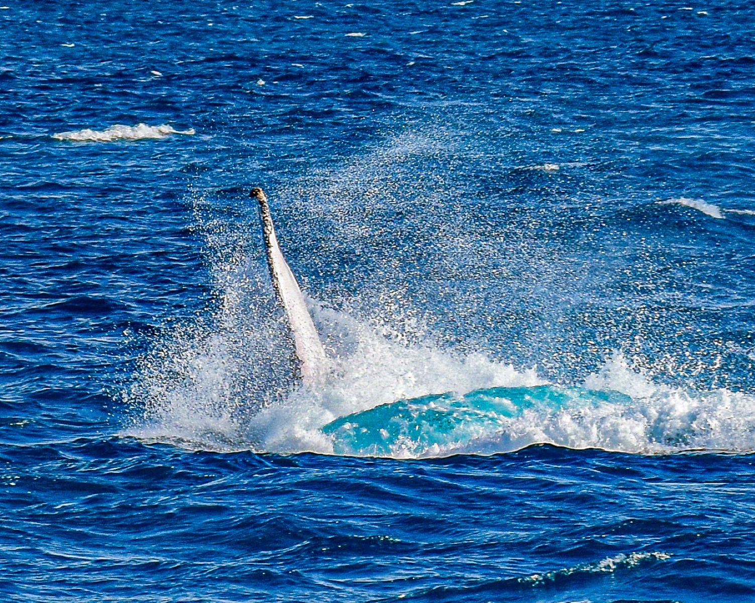 Accepted - 3---David-Harries---Whale-Wave-PRINT