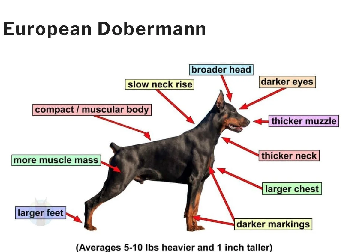 How To Make My Doberman More Muscular