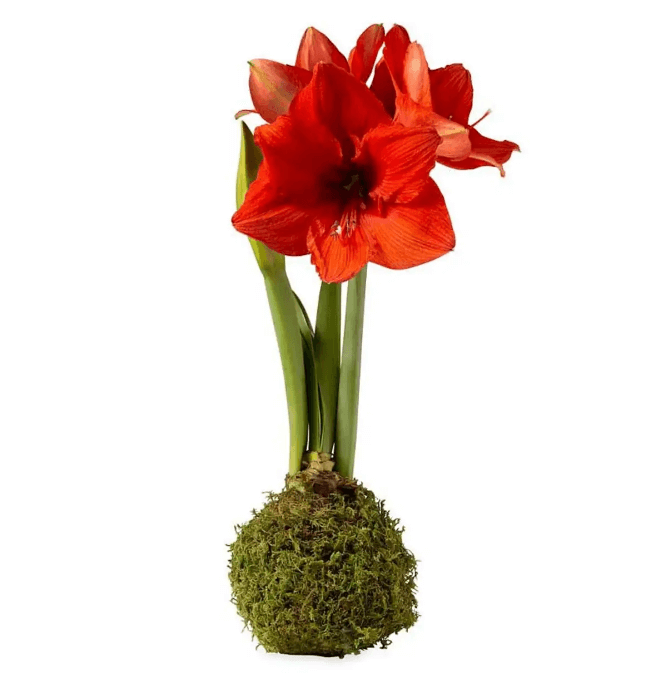 Jumbo Size- No-Water Wax Amaryllis Bulb Moss Covered-