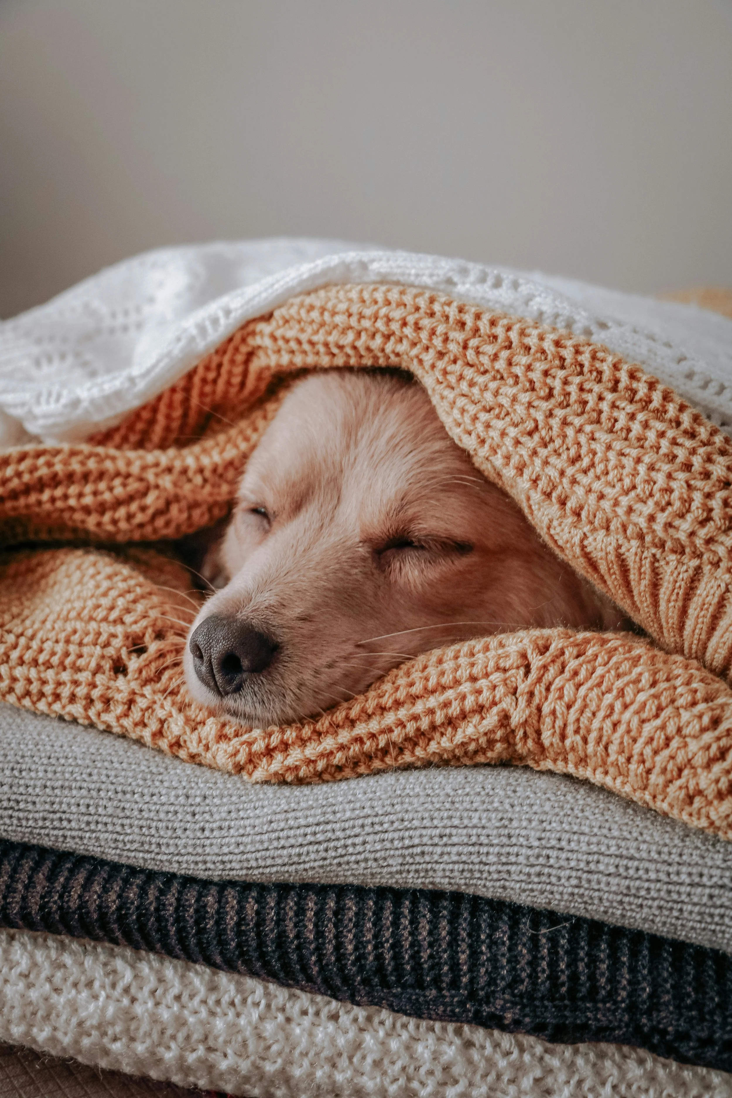 Dog sleeping peacefully wrapped in soft knit blankets, suggesting cozy but lightweight bedding for a comfortable night’s sleep.
