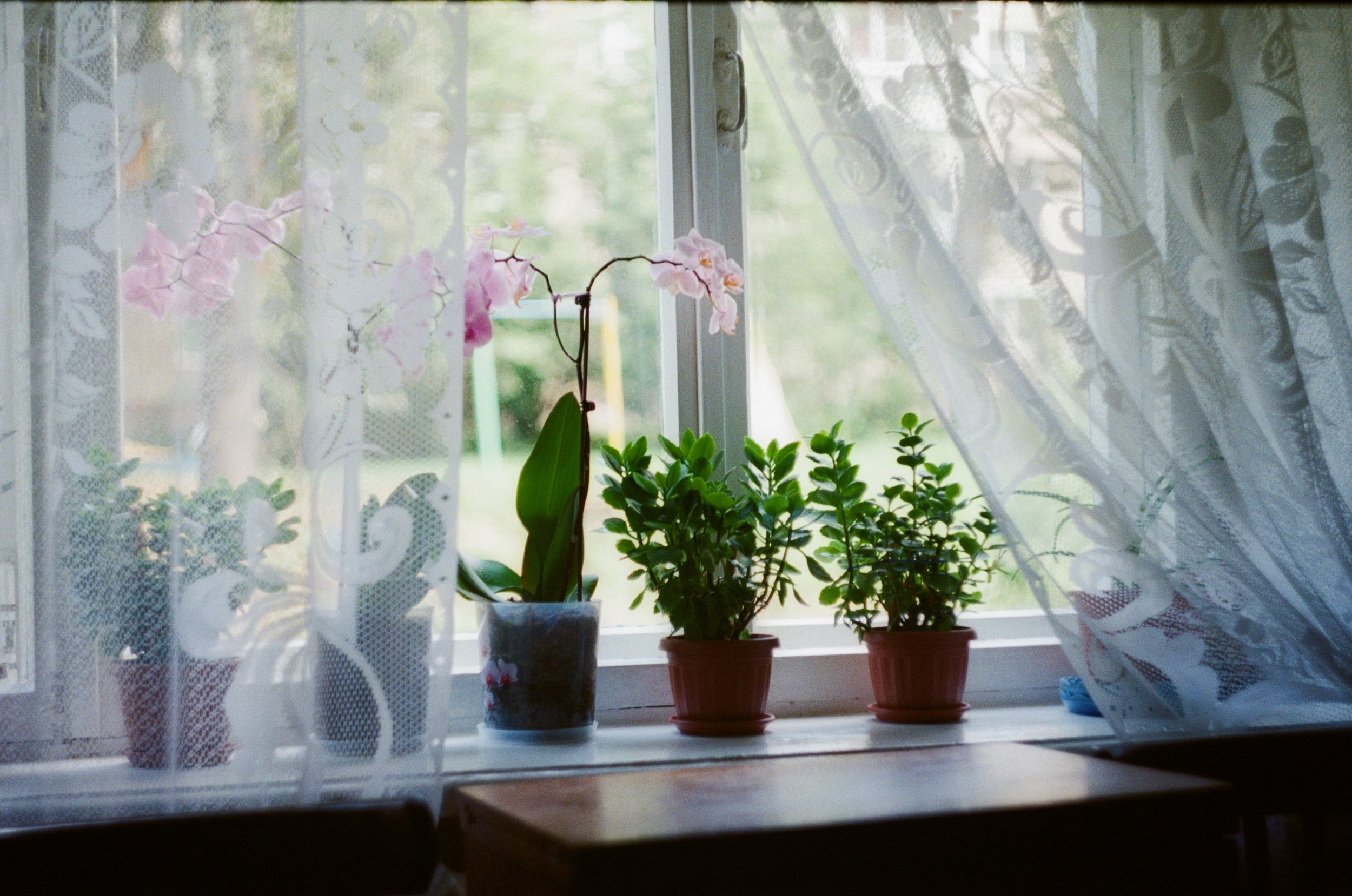 Small potted herbs and an orchid arranged on a bright kitchen windowsill with sheer curtains and natural daylight.