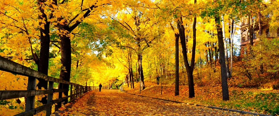 Autumn Forest Walk