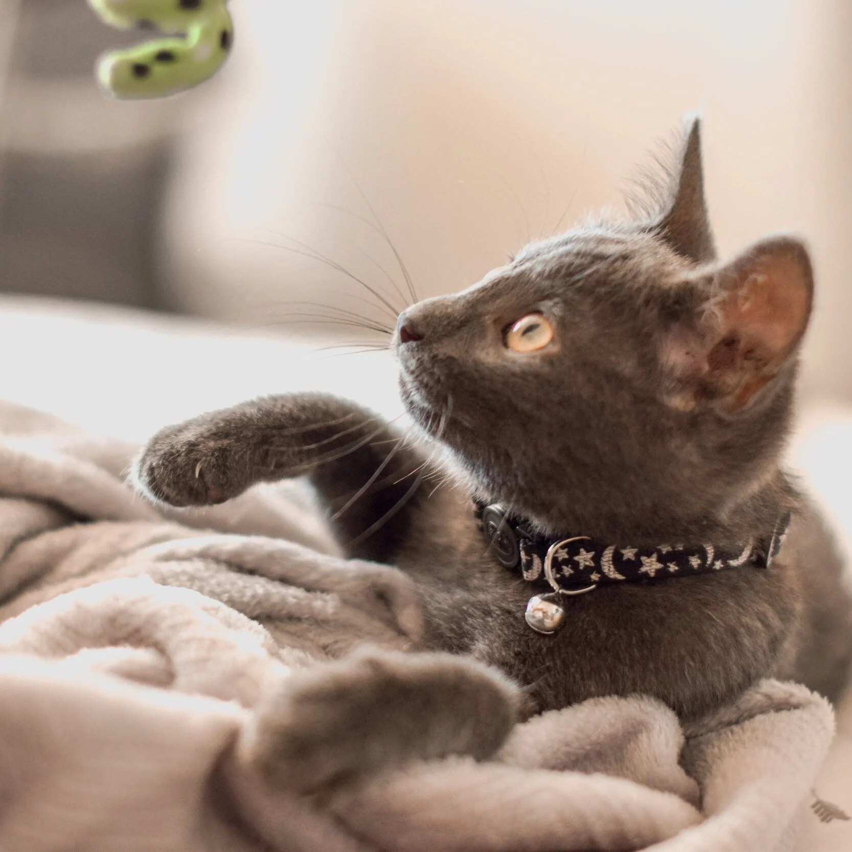 BENEFITS OF HIRING A PET SITTER