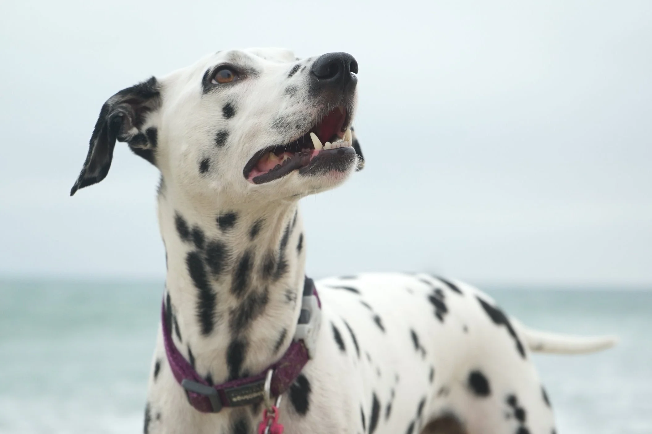 15 INTERESTING DOG FACTS