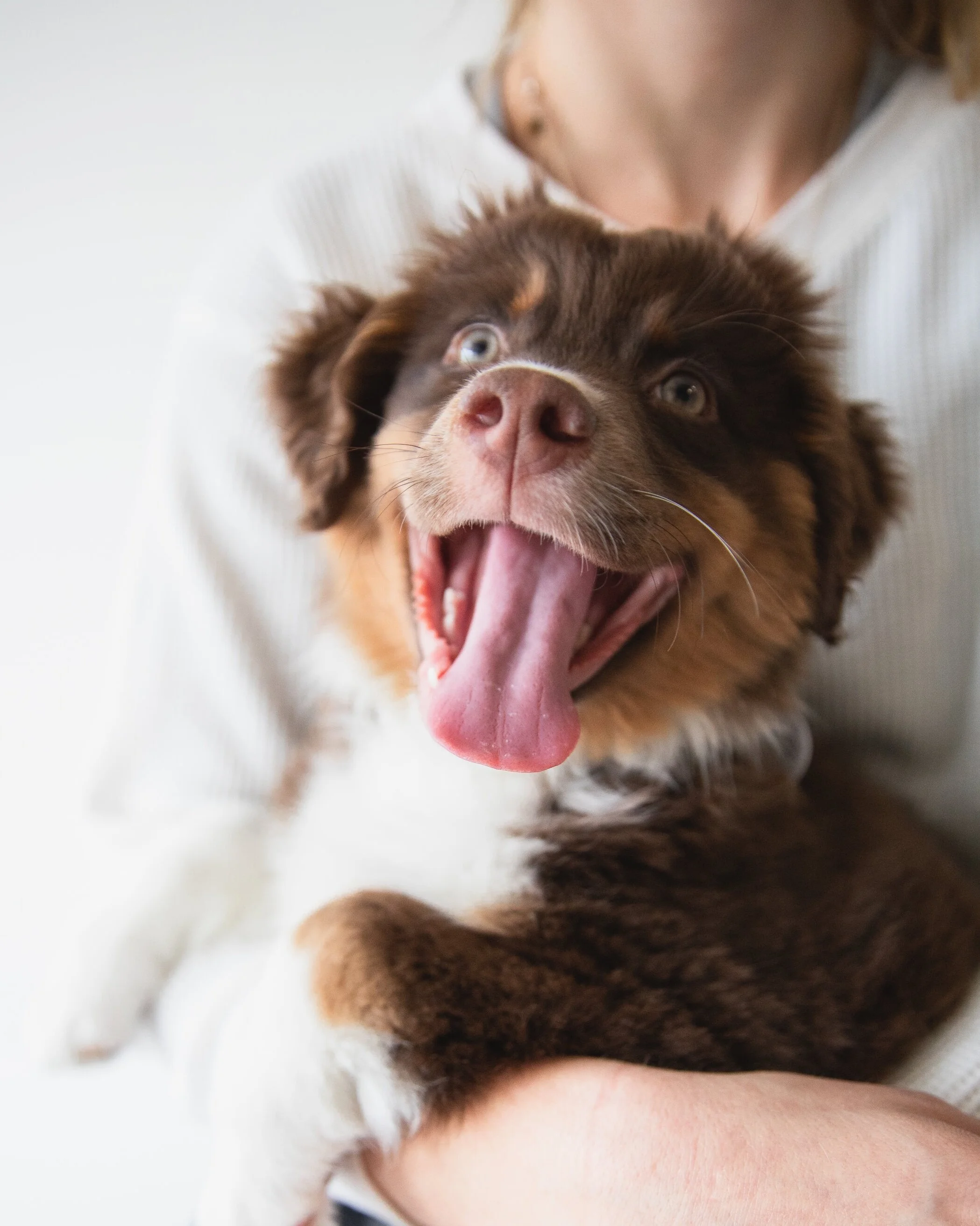 15 DOG QUOTES THAT EVERY PET PARENT WILL RELATE TO