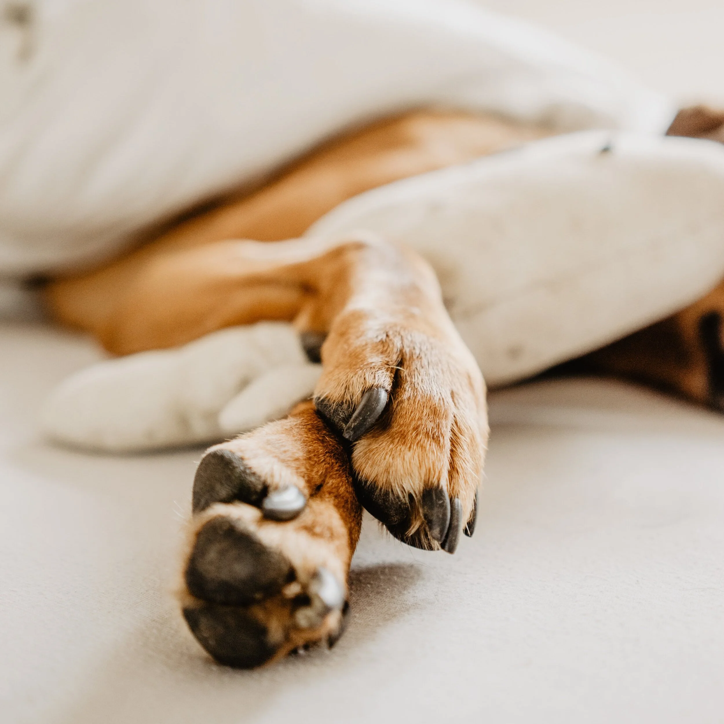 HOW TO TRIM YOUR DOG'S NAILS