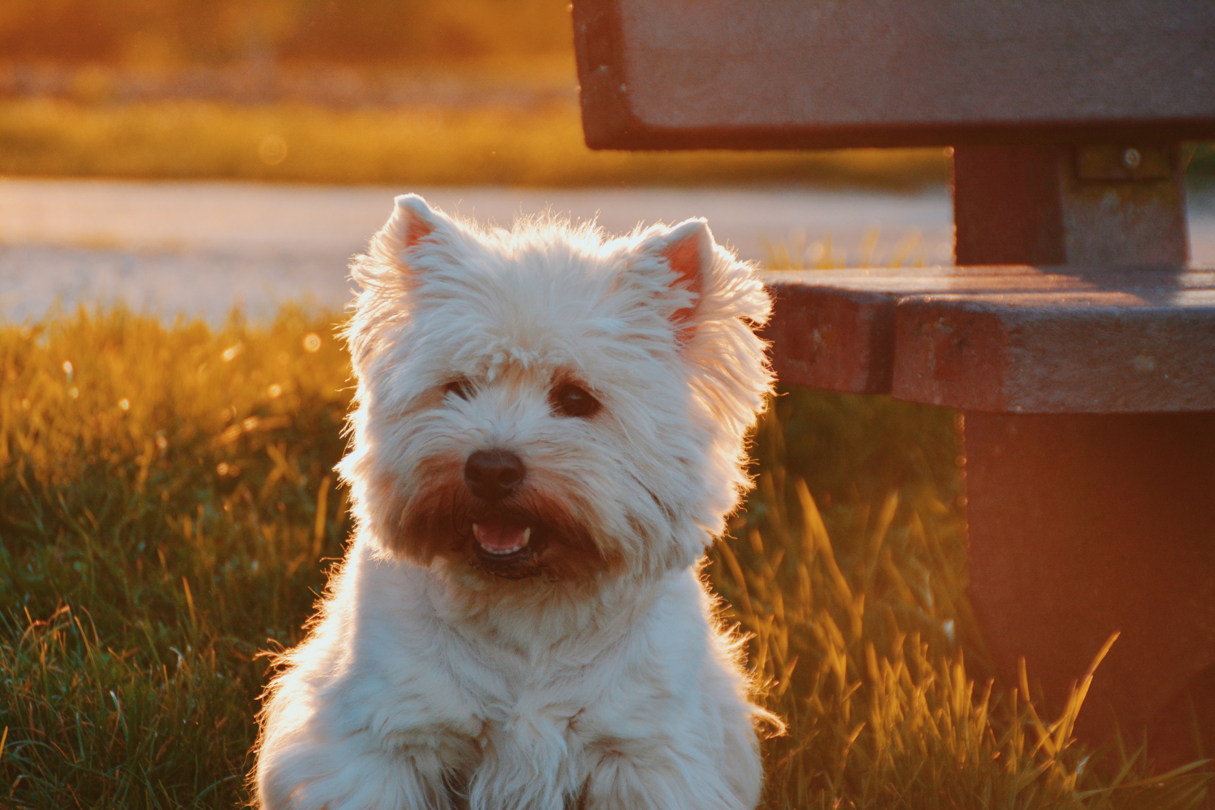 WEST HIGHLAND TERRIER INTERESTING FACTS