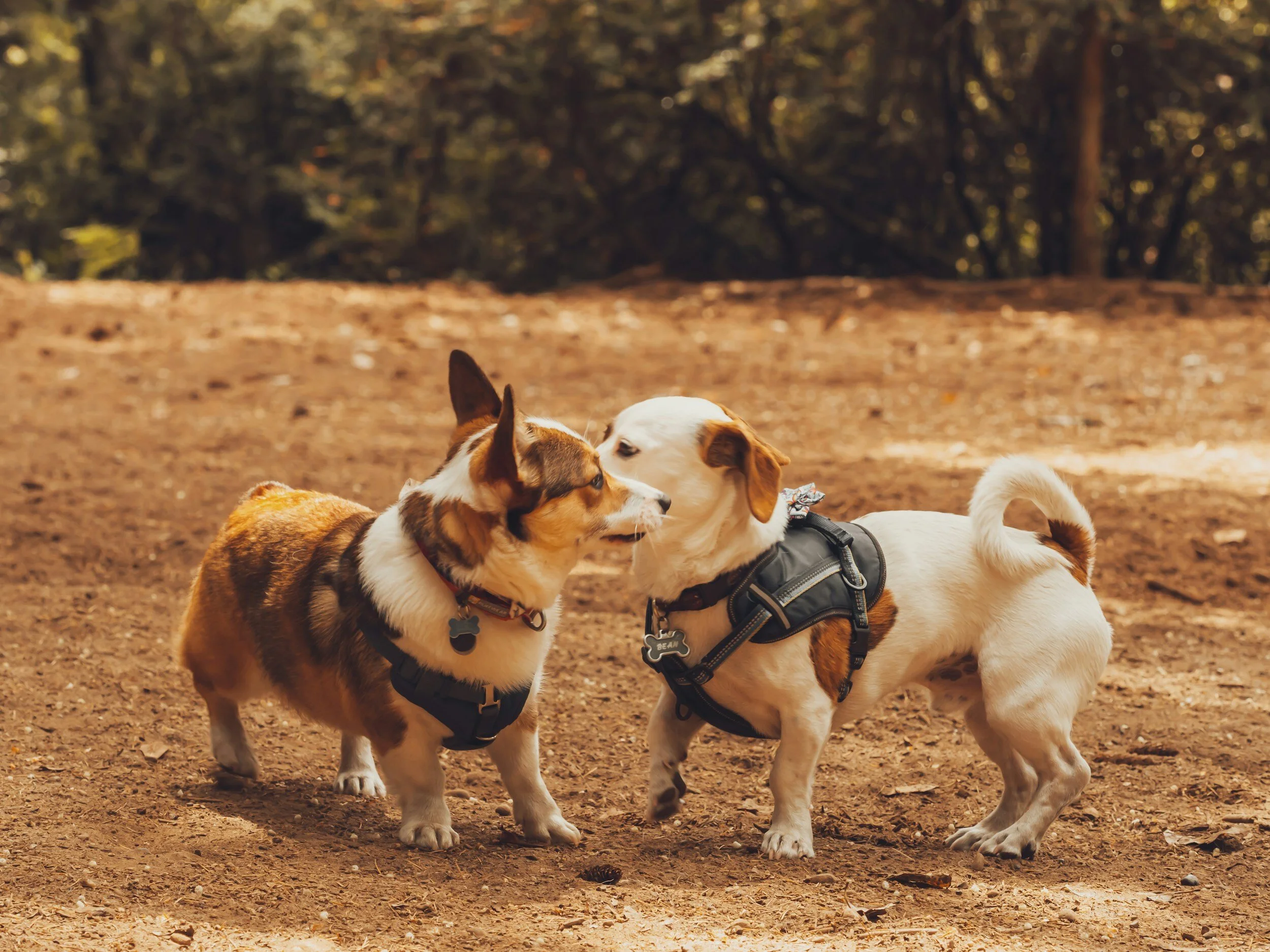 NAVIGATING THE SOCIALISATION JOURNEY: TAILORED APPROACH FOR ADOLESCENT MALE DOGS