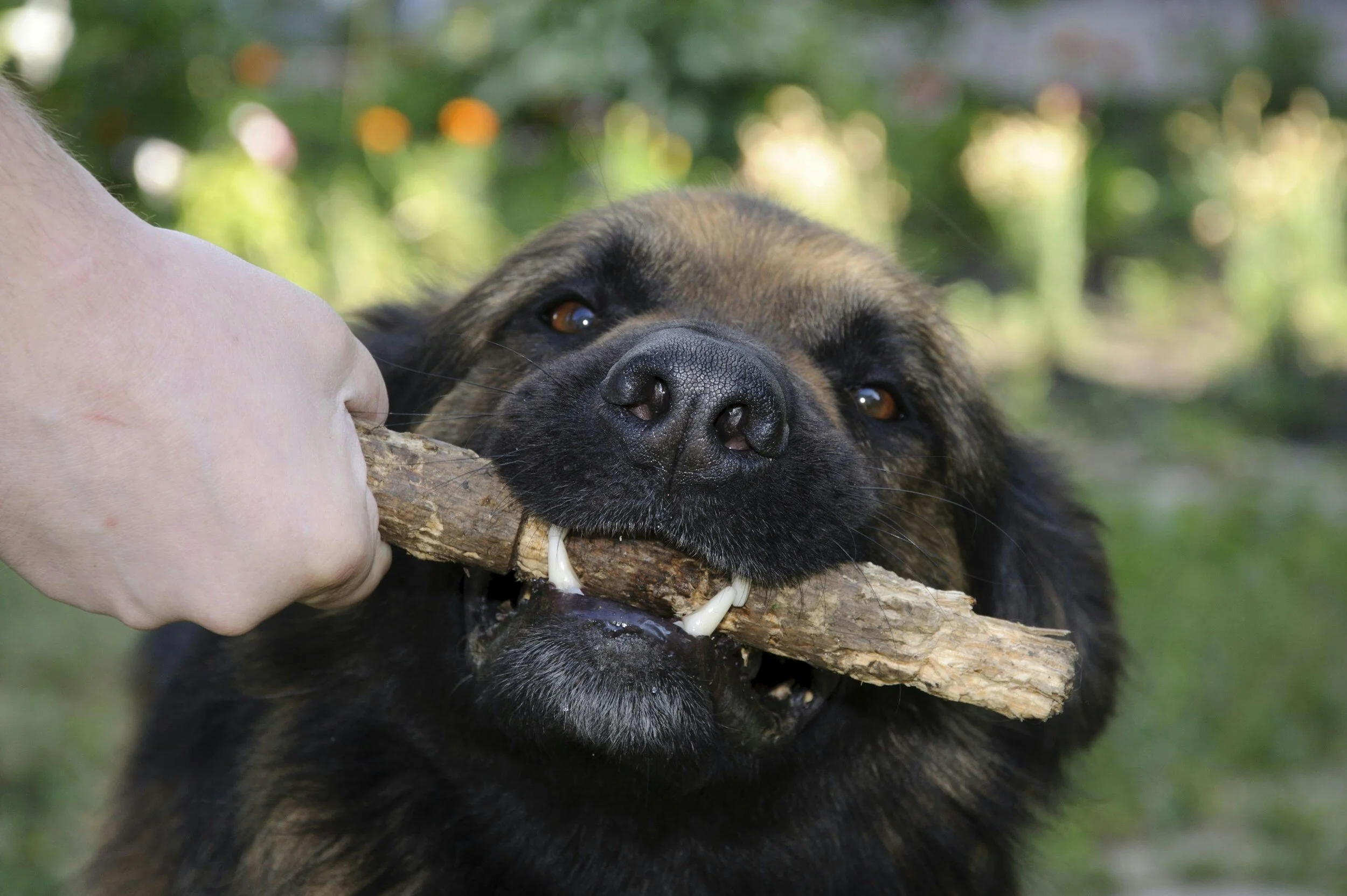 CHEW ON THIS: UNDERSTANDING WHY DOGS LOVE TO GNAW ON STICKS