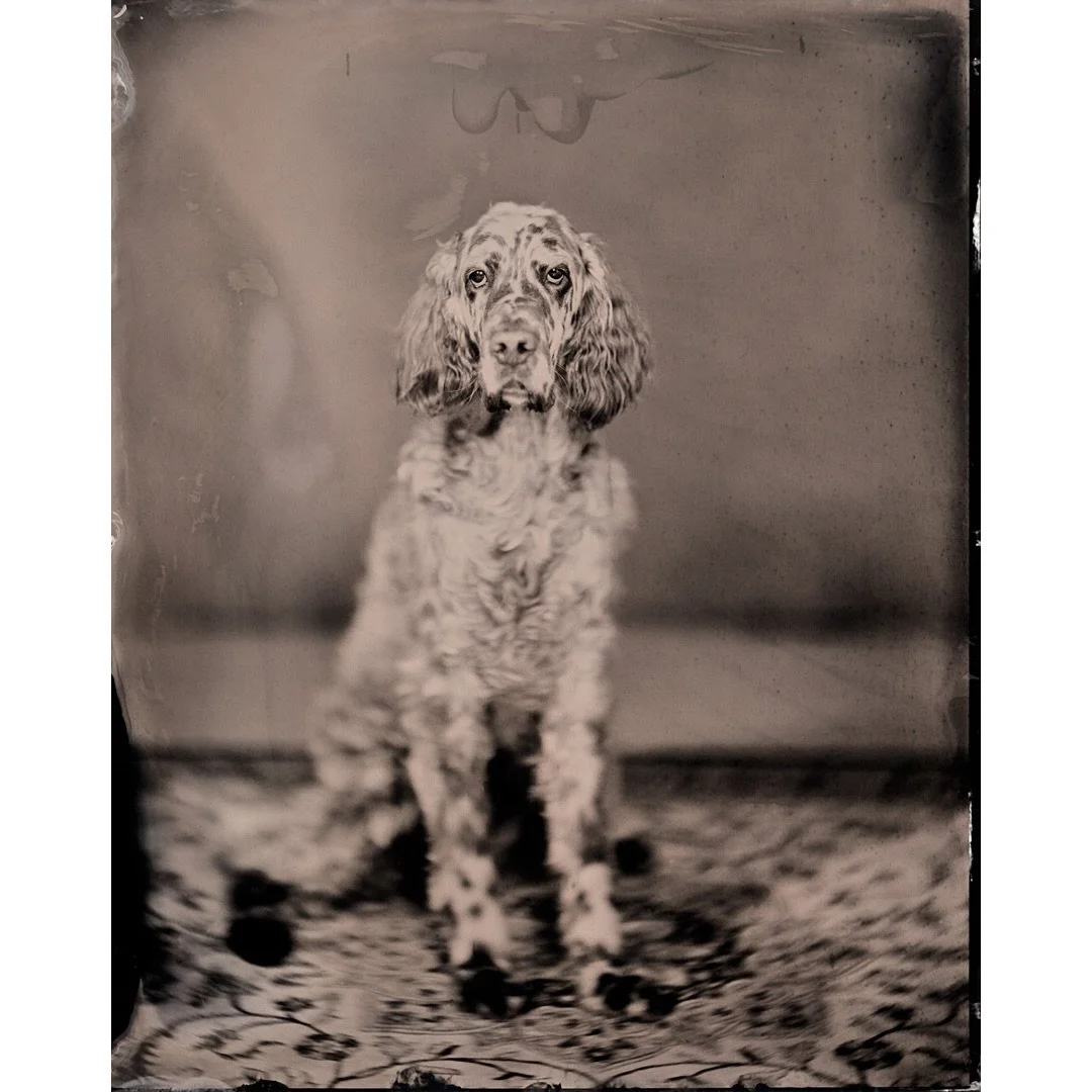 Potretti

#helsinki #finland #wetplate #wetplatecollodion #portrait #8x10 #analogphotography #portrait #portraiteuryscop #largeformat #voigtlander #420mm #largeformat @chamonixviewcamera #tintype #ferrotype #m&auml;rk&auml;levy #m&auml;rk&auml;levyko