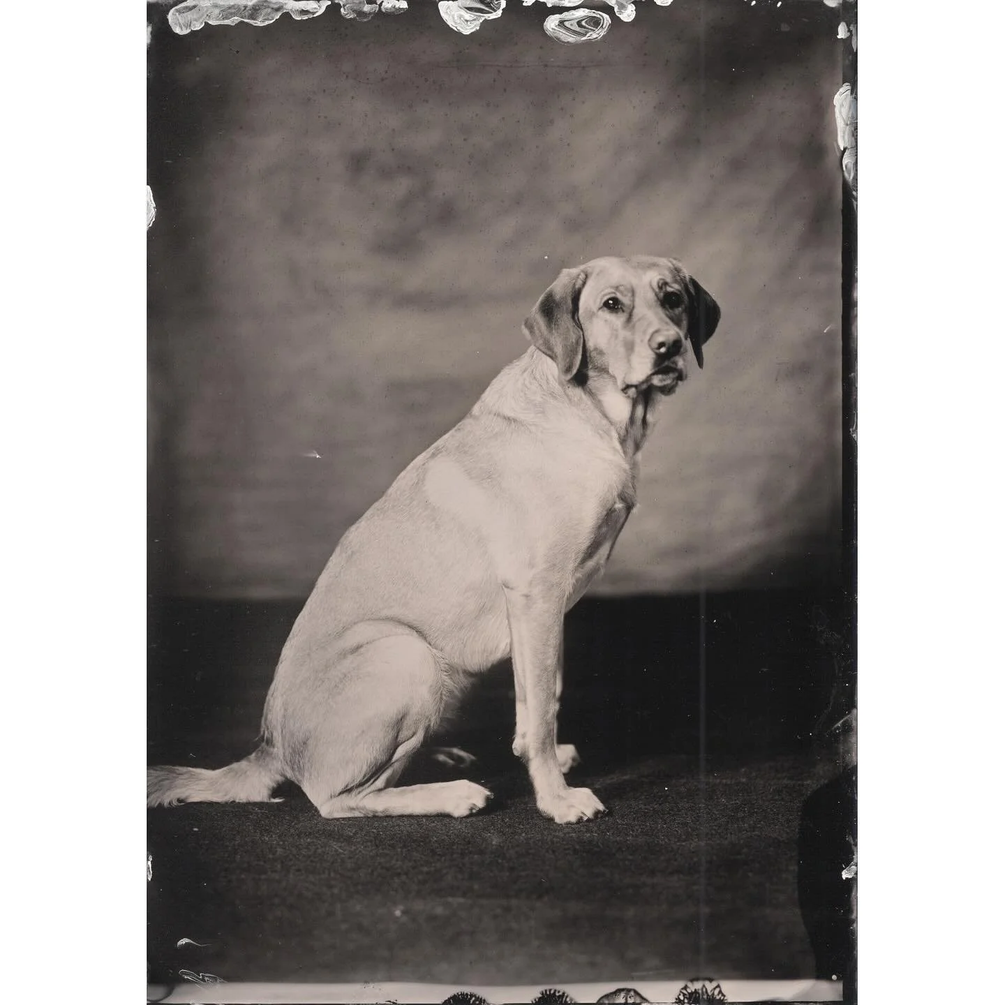 Potretti

#helsinki #finland #wetplate #wetplatecollodion #portrait #5x7 #1851 #analogphotography #portrait #largeformat #270mm #hugomeyer #largeformat @chamonixviewcamera #tintype #m&auml;rk&auml;levy #m&auml;rk&auml;levykollodium #markorantanen @ma