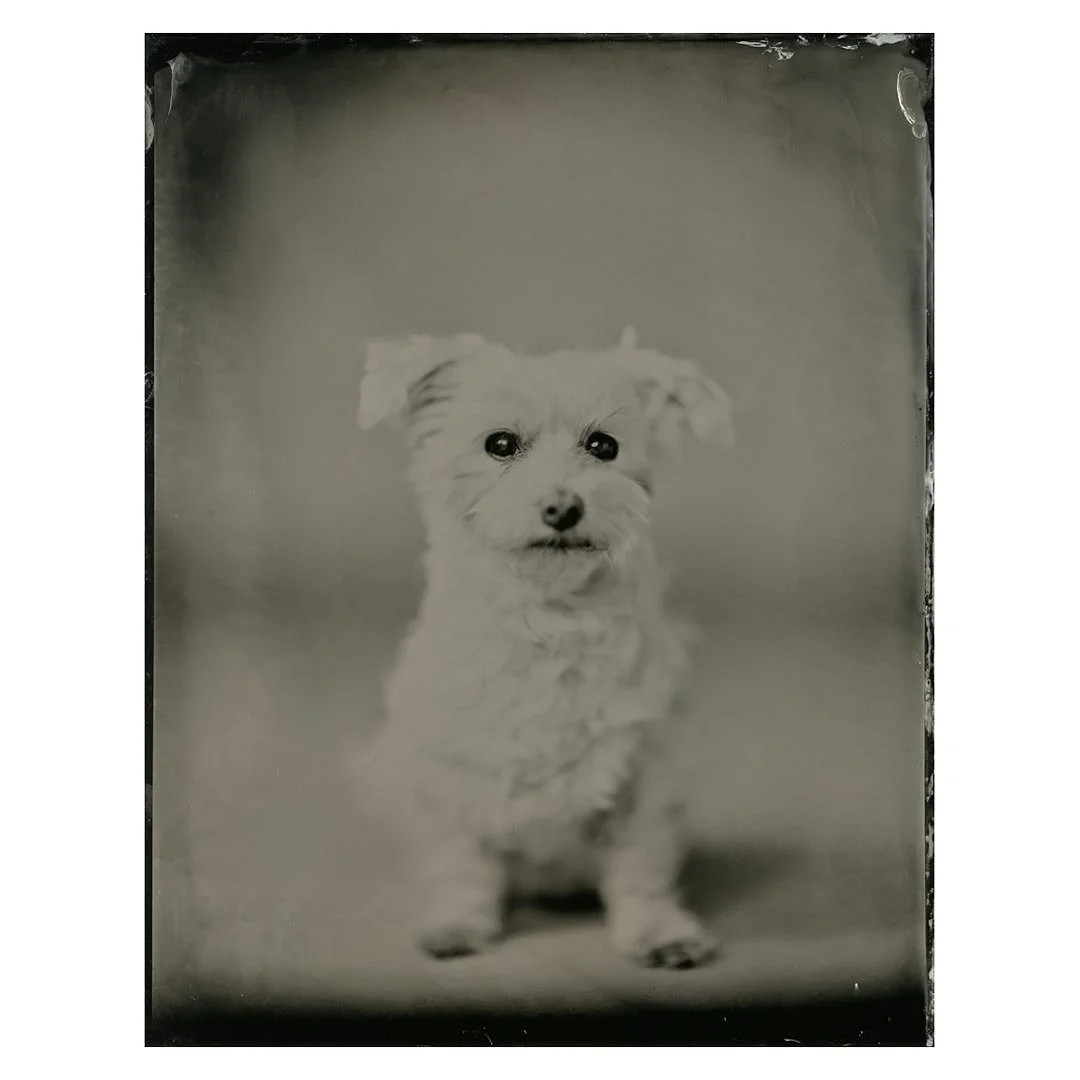 Yrityksen ylin pomo ja luova johtaja t&auml;ytti 14 vuotta. Se hetki dokumentoitiin 11x14&rdquo; kokoiselle m&auml;rk&auml;levylle.
Toivottavasti yhteisi&auml; vuosia on viel&auml; rutkasti edess&auml;.
#maltese #dog #bich&oacute;nmalt&eacute;s #bich