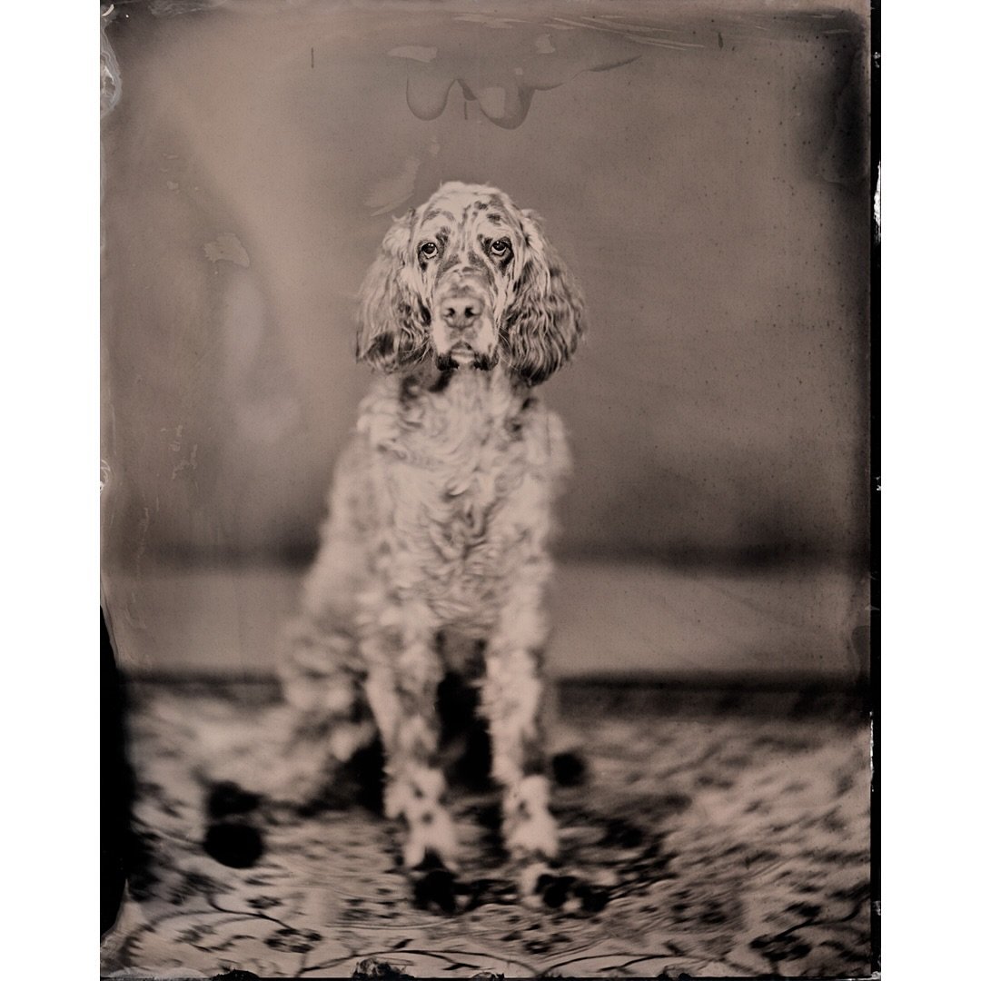 Potretti

#helsinki #finland #wetplate #wetplatecollodion #portrait #8x10 #analogphotography #portrait #portraiteuryscop #largeformat #voigtlander #420mm #largeformat @chamonixviewcamera #tintype #ferrotype #m&auml;rk&auml;levy #m&auml;rk&auml;levyko