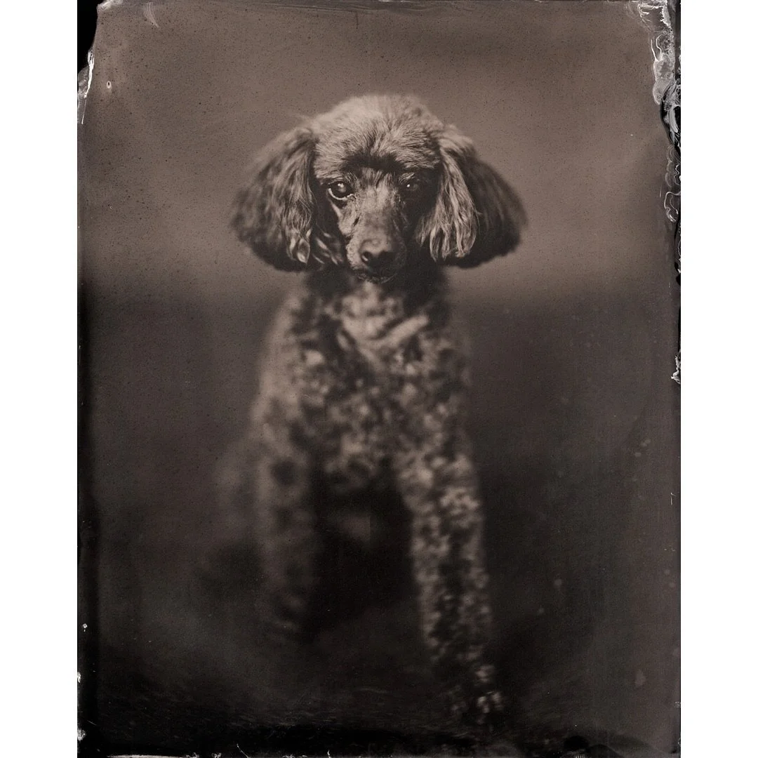 Potretti

#helsinki #finland #wetplate #wetplatecollodion #portrait #8x10 #analogphotography #portrait #portraiteuryscop #largeformat #voigtlander #420mm #largeformat @chamonixviewcamera #tintype #ferrotype #m&auml;rk&auml;levy #m&auml;rk&auml;levyko