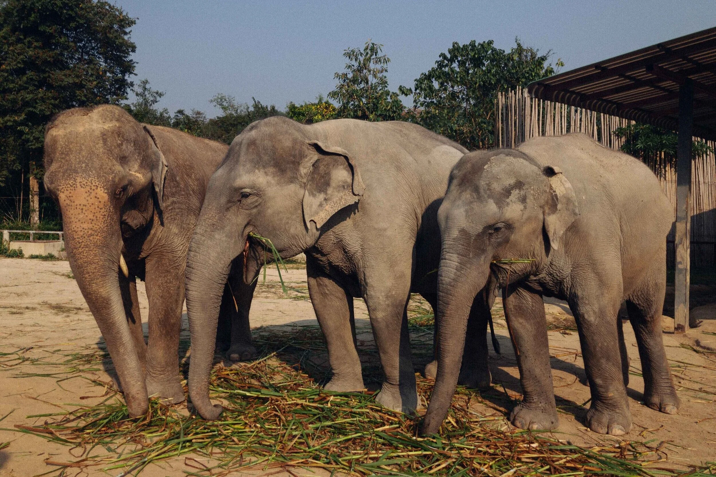 #4 Chiang Mai - Elephant Sanctuary 