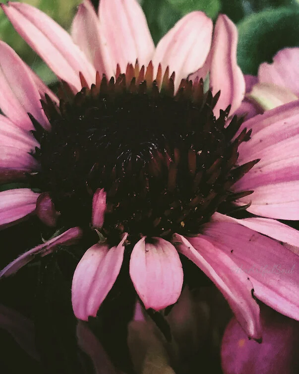 Dancing Imperfections_3 x 4_Full Resolution_With Logo.jpg