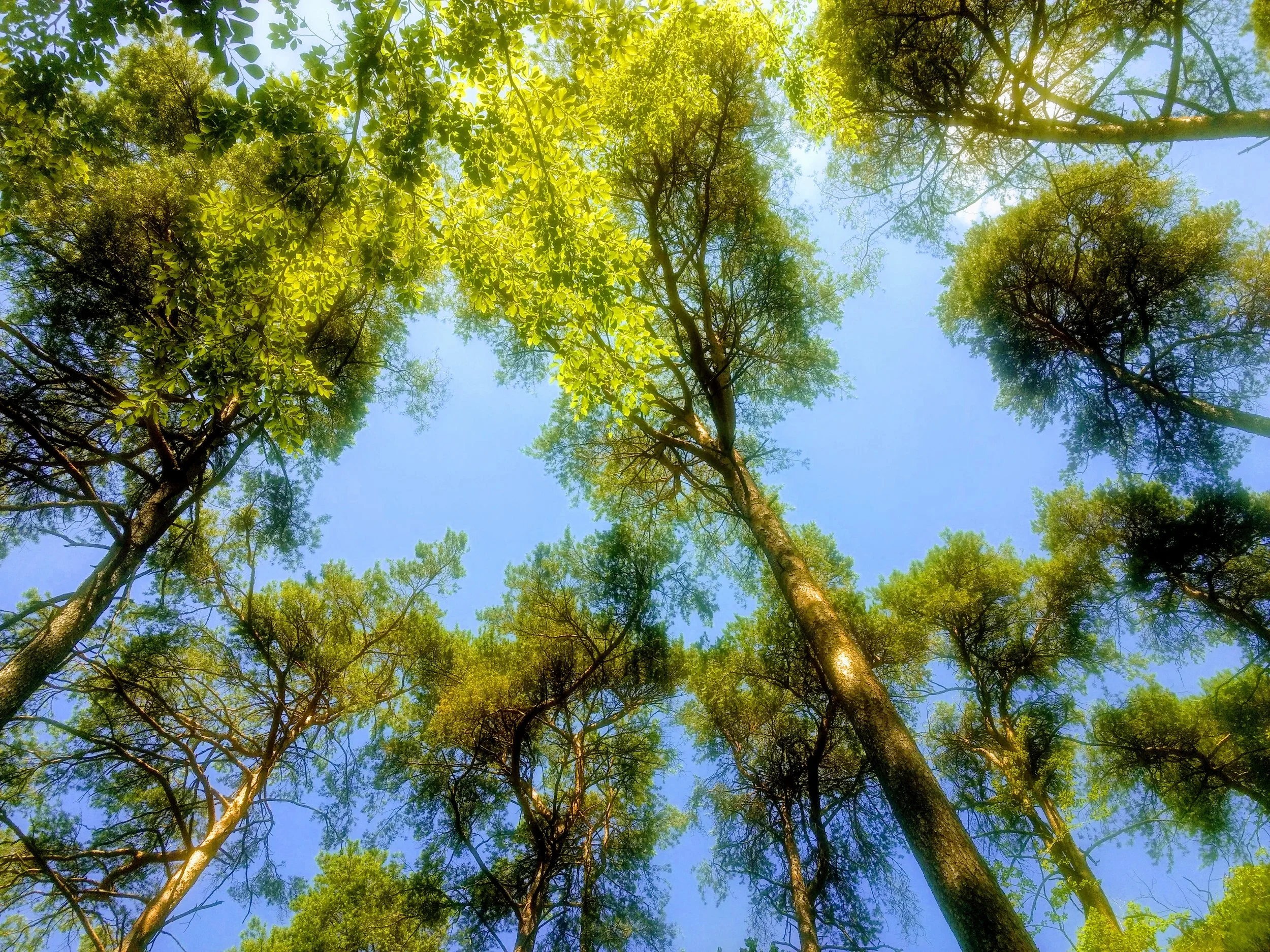 Looking up.jpg