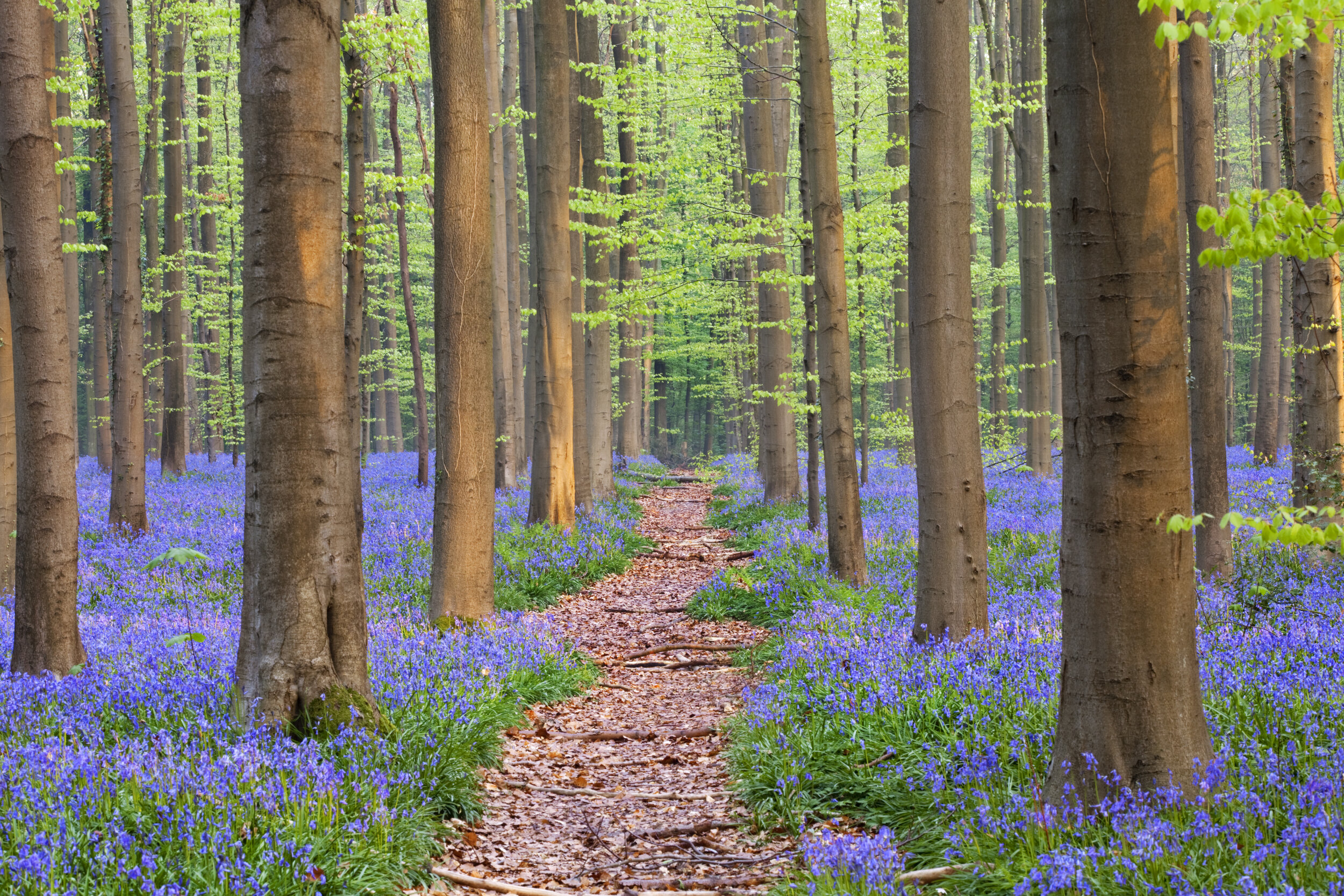 Foret fleurs belgique.jpg
