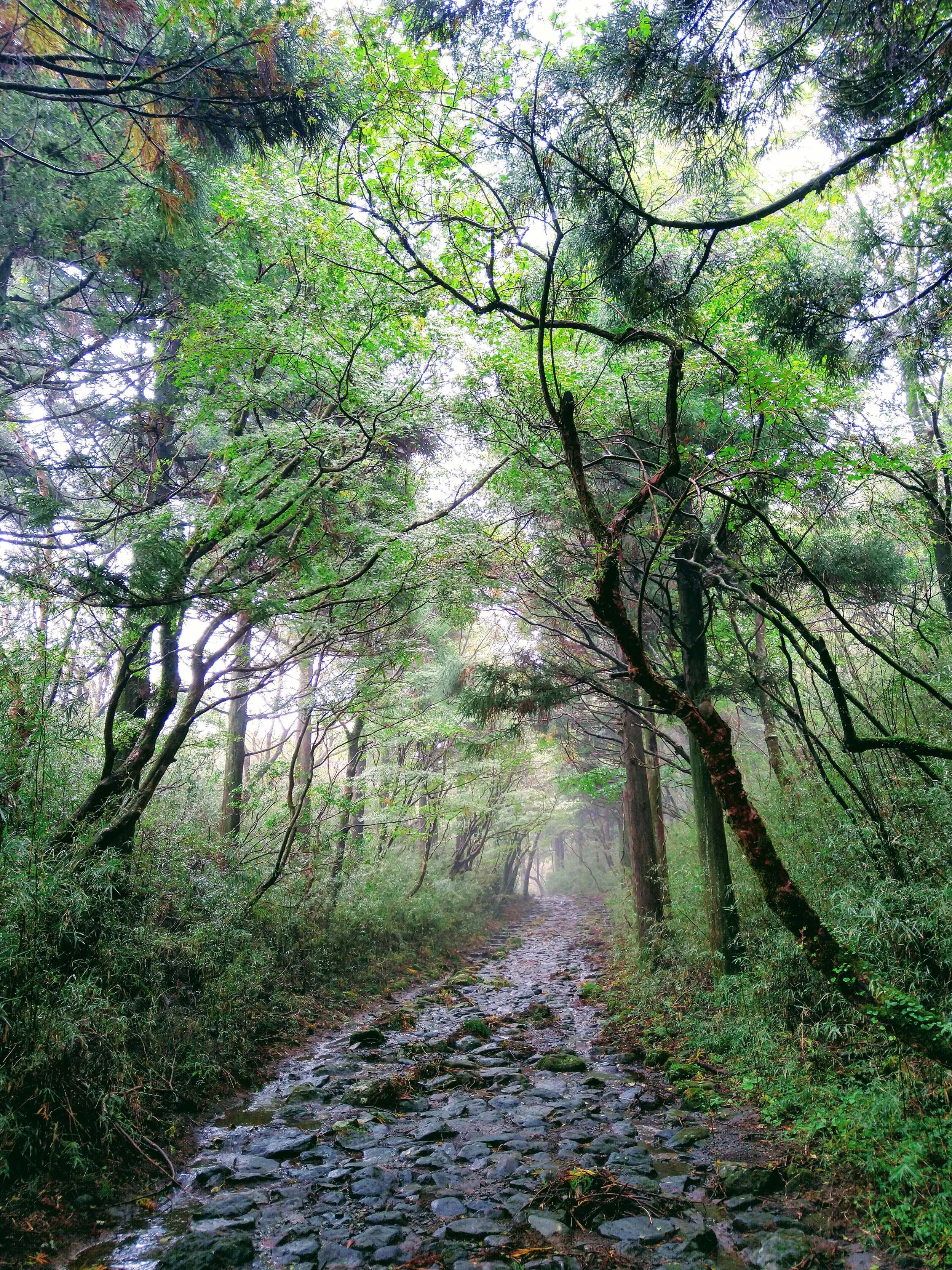 cover green.jpg